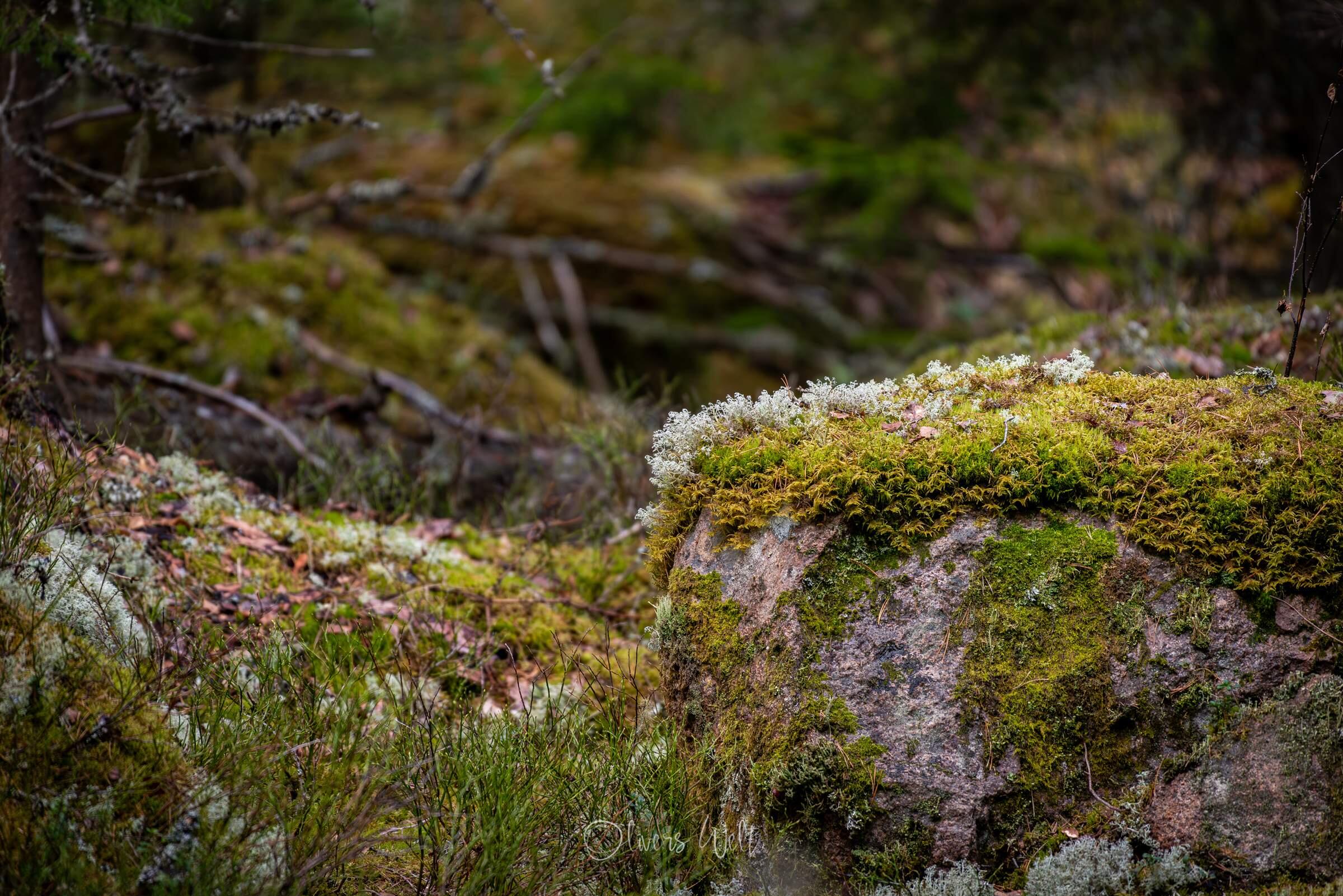 Bild ohne Beschreibung