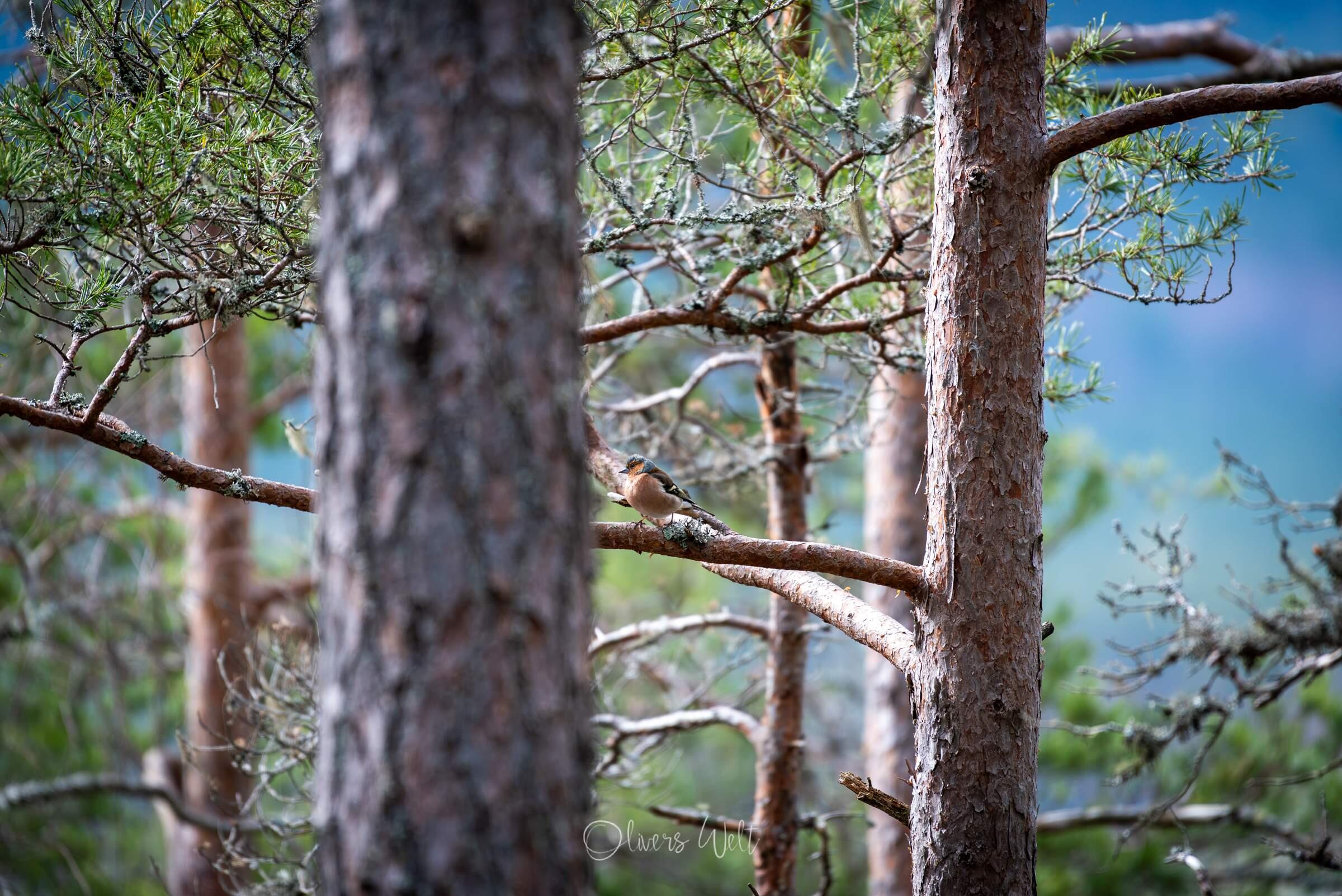 Bild ohne Beschreibung