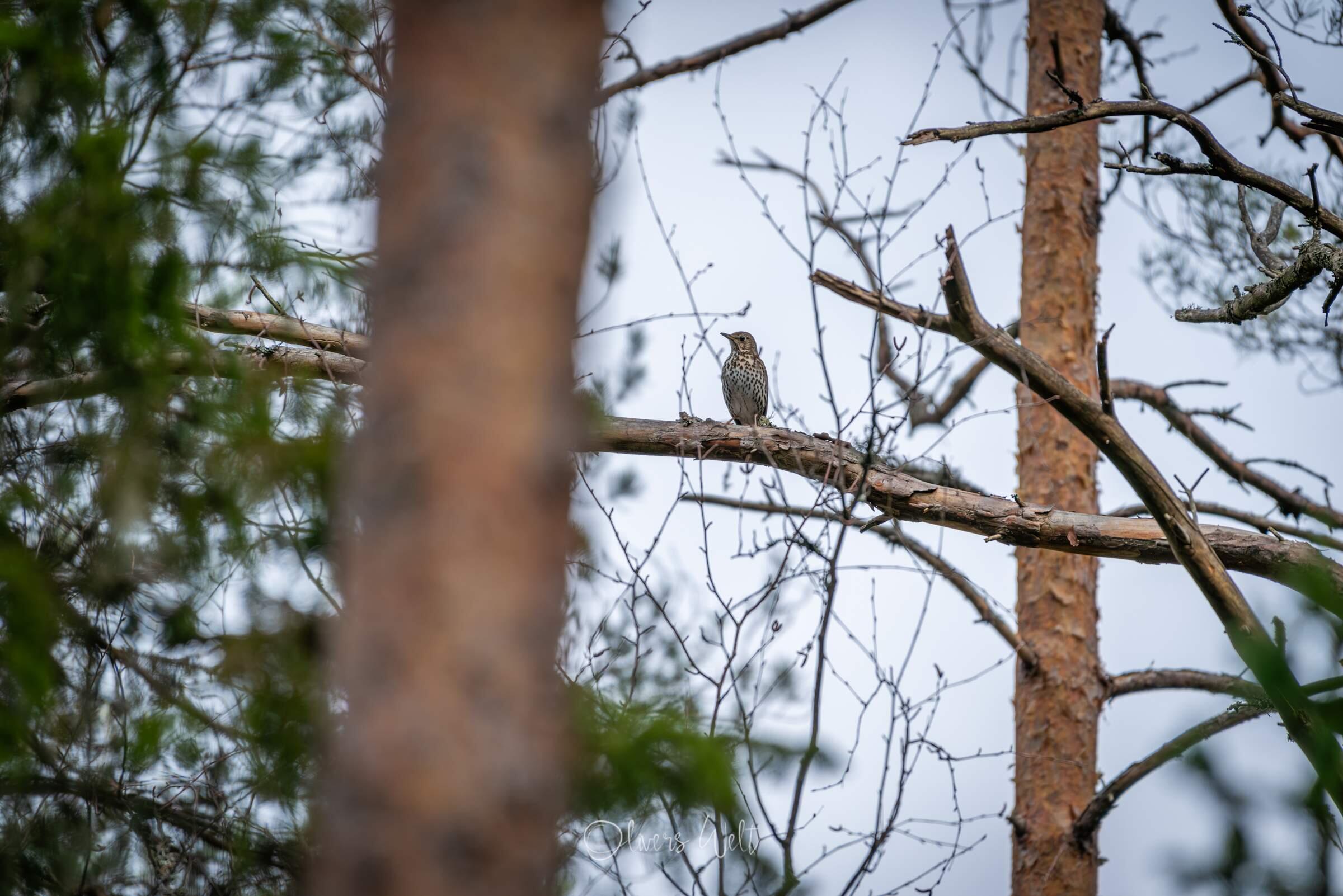 Bild ohne Beschreibung