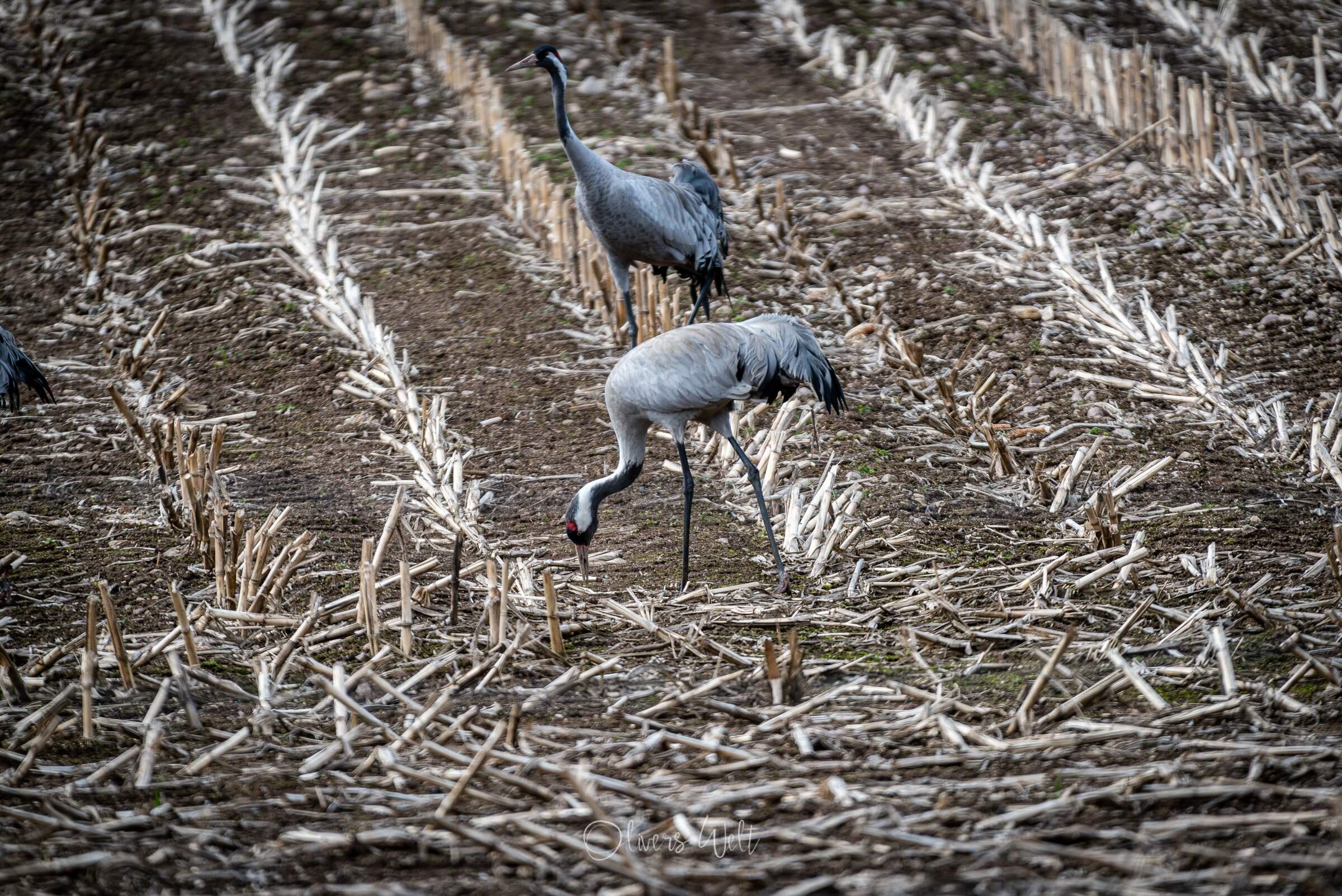 Bild ohne Beschreibung