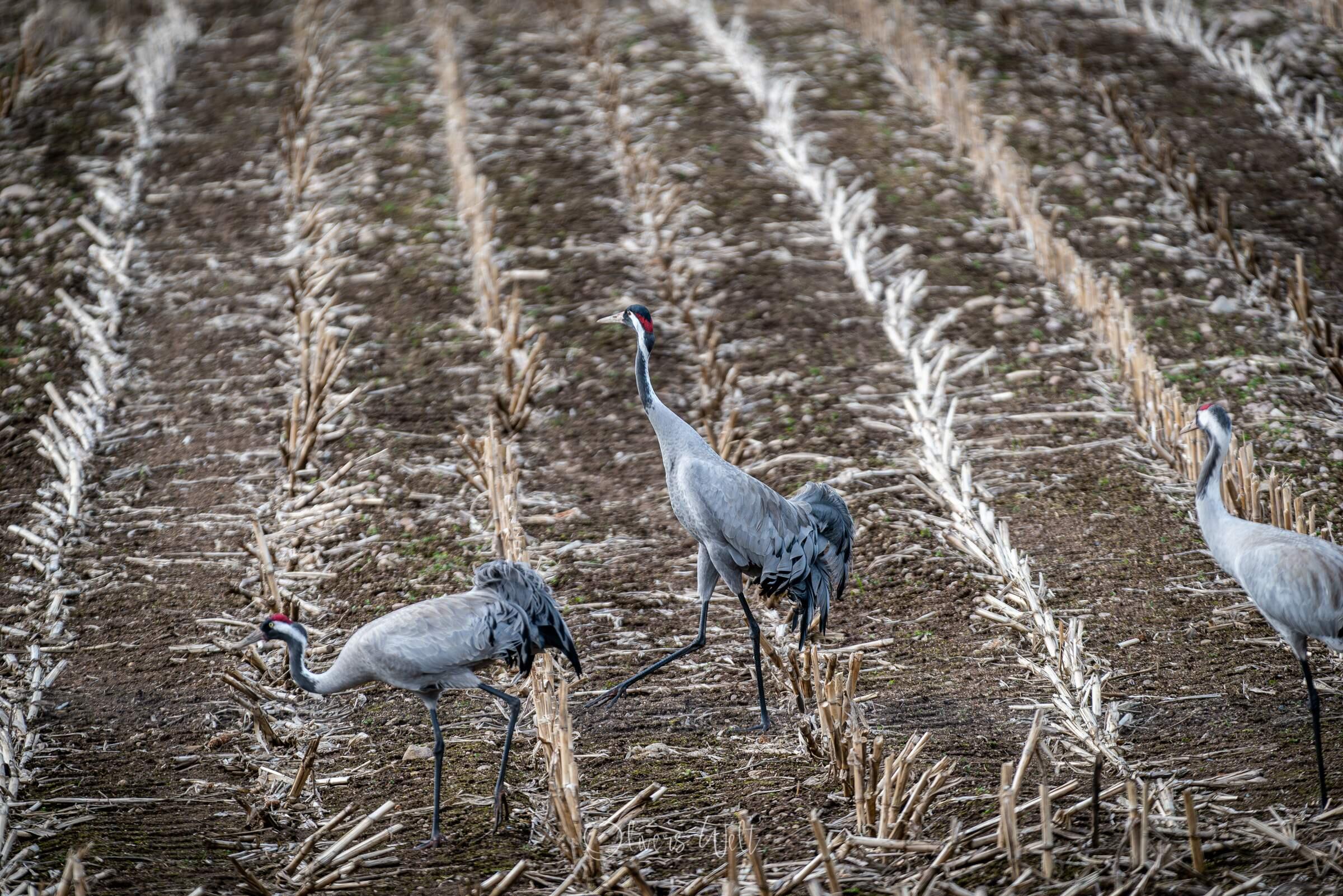 Bild ohne Beschreibung