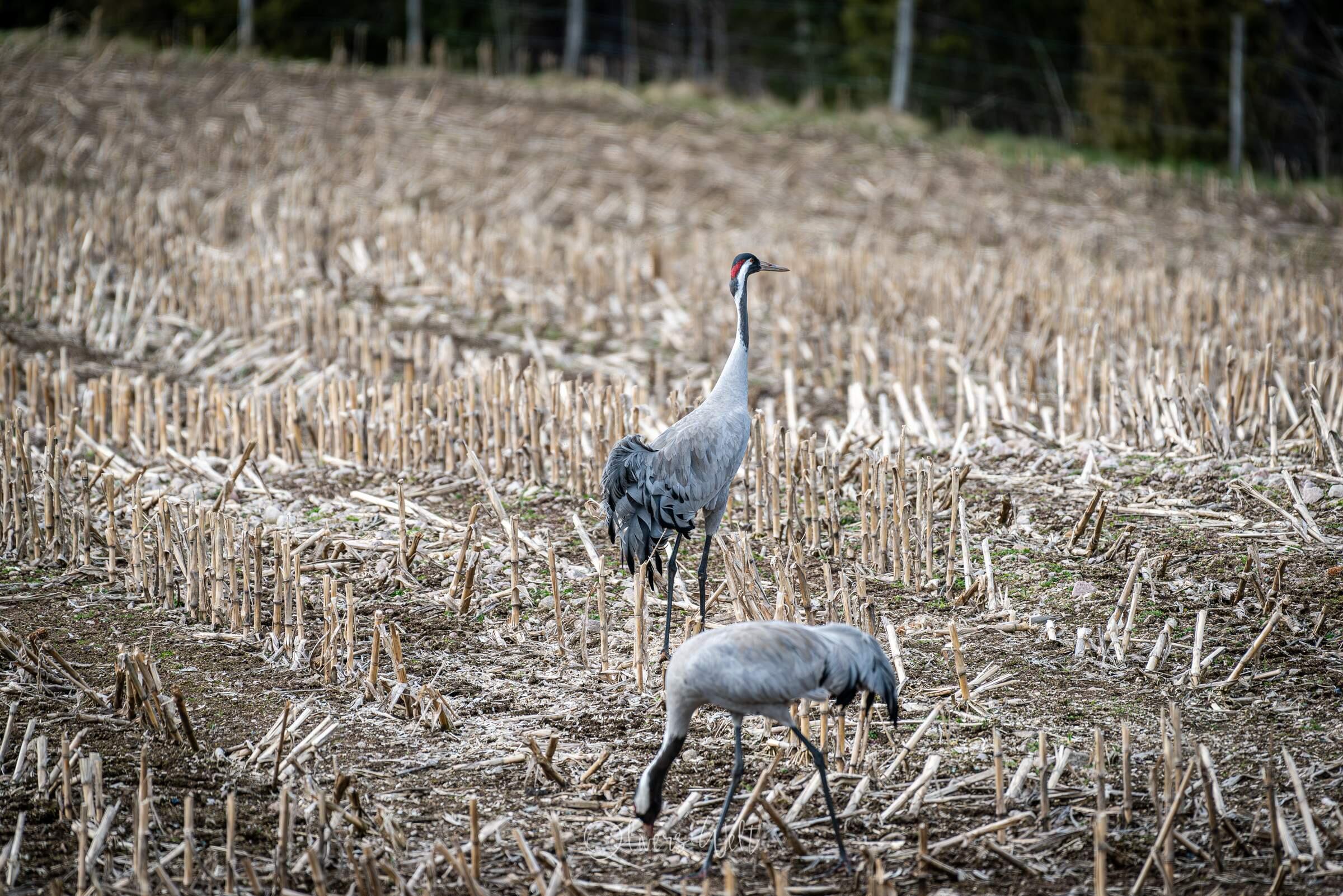 Bild ohne Beschreibung