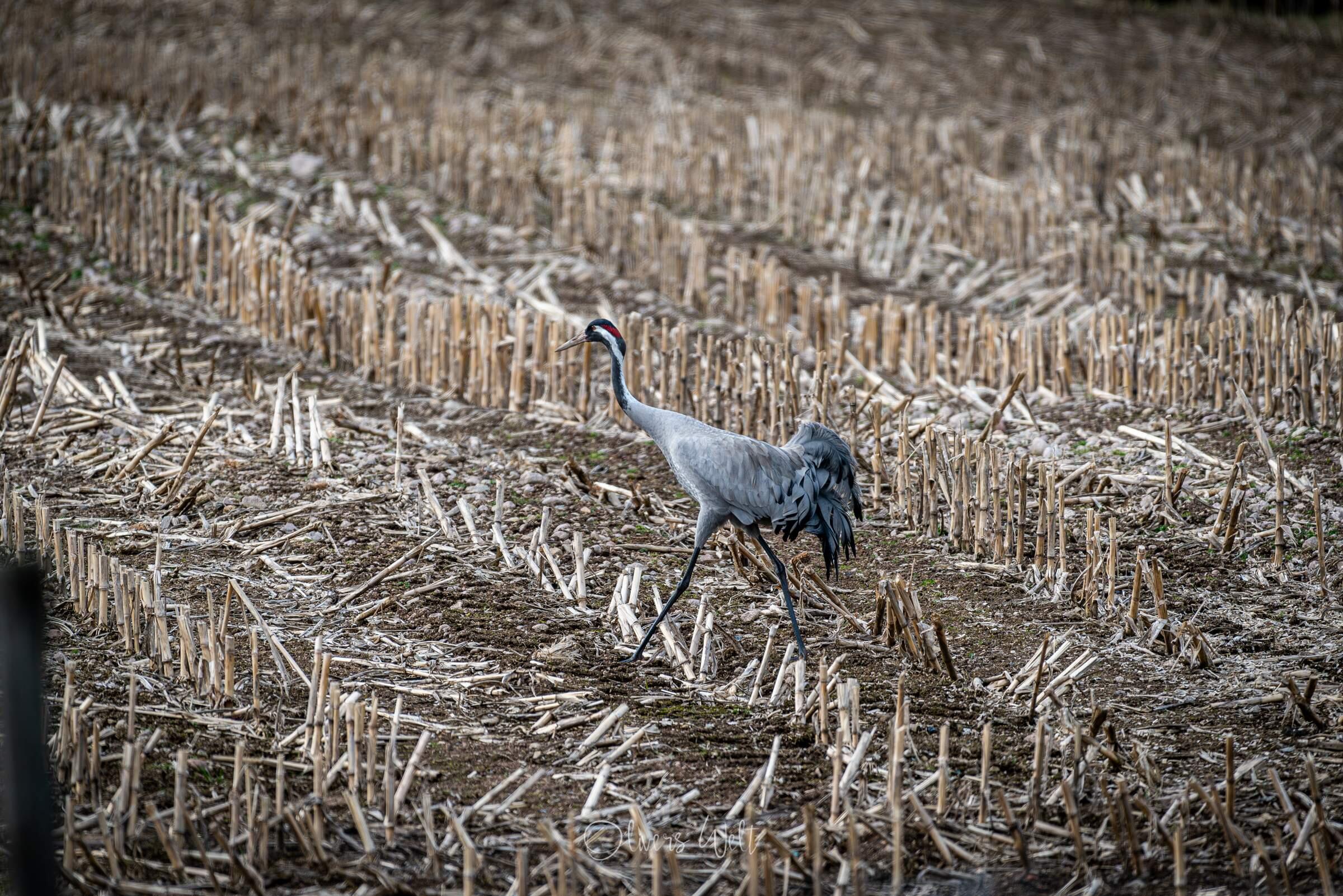 Bild ohne Beschreibung