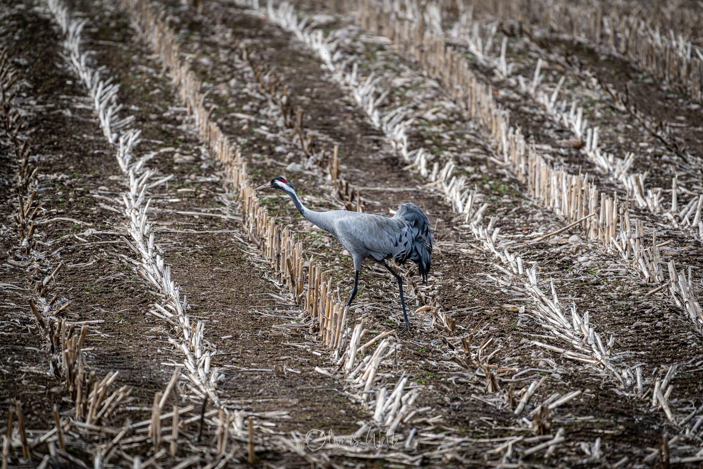 Bild ohne Beschreibung