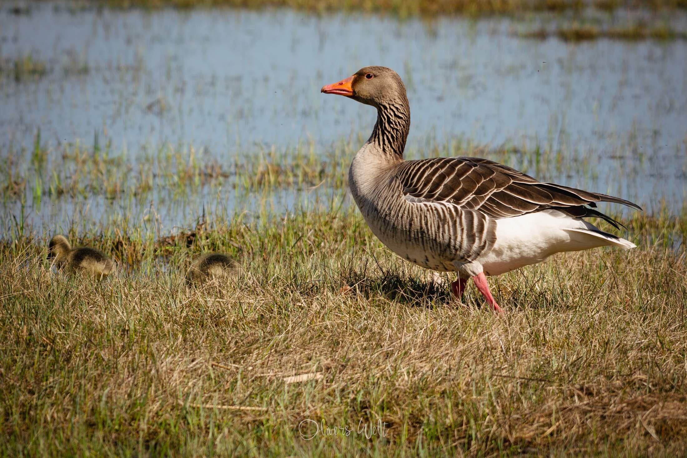 Bild ohne Beschreibung Bild ohne Beschreibung