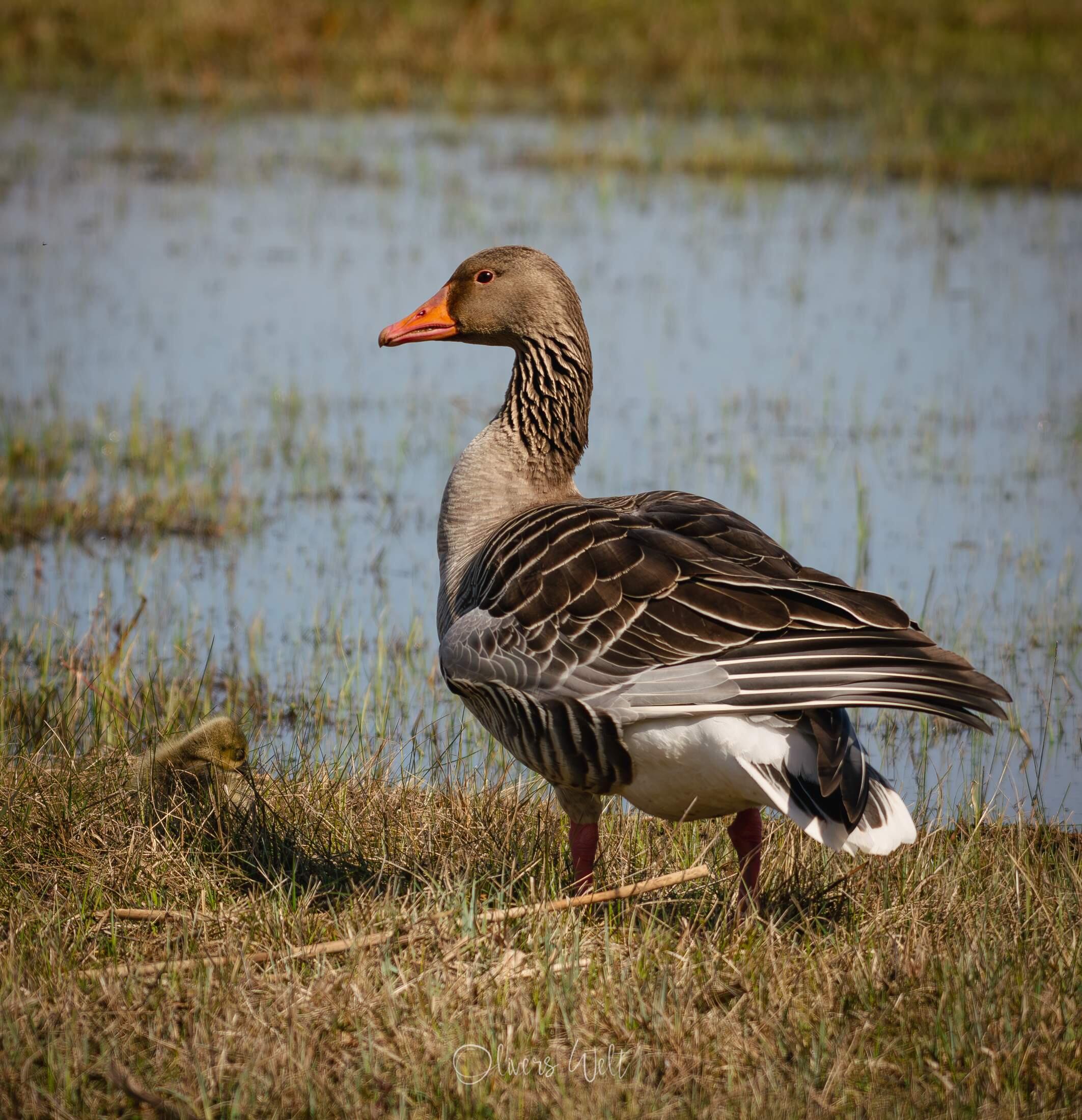 Bild ohne Beschreibung Bild ohne Beschreibung