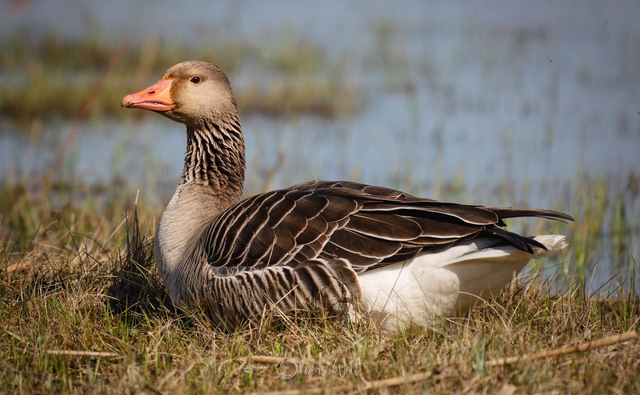 Bild ohne Beschreibung Bild ohne Beschreibung