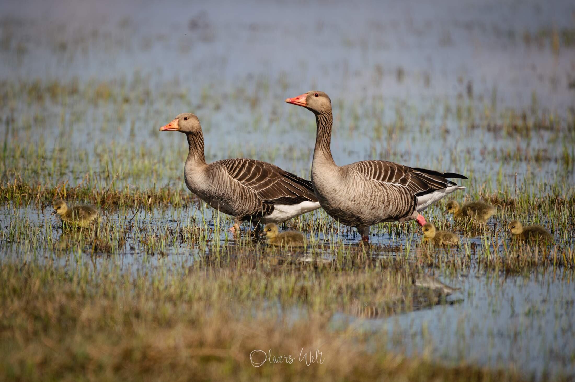 Bild ohne Beschreibung Bild ohne Beschreibung