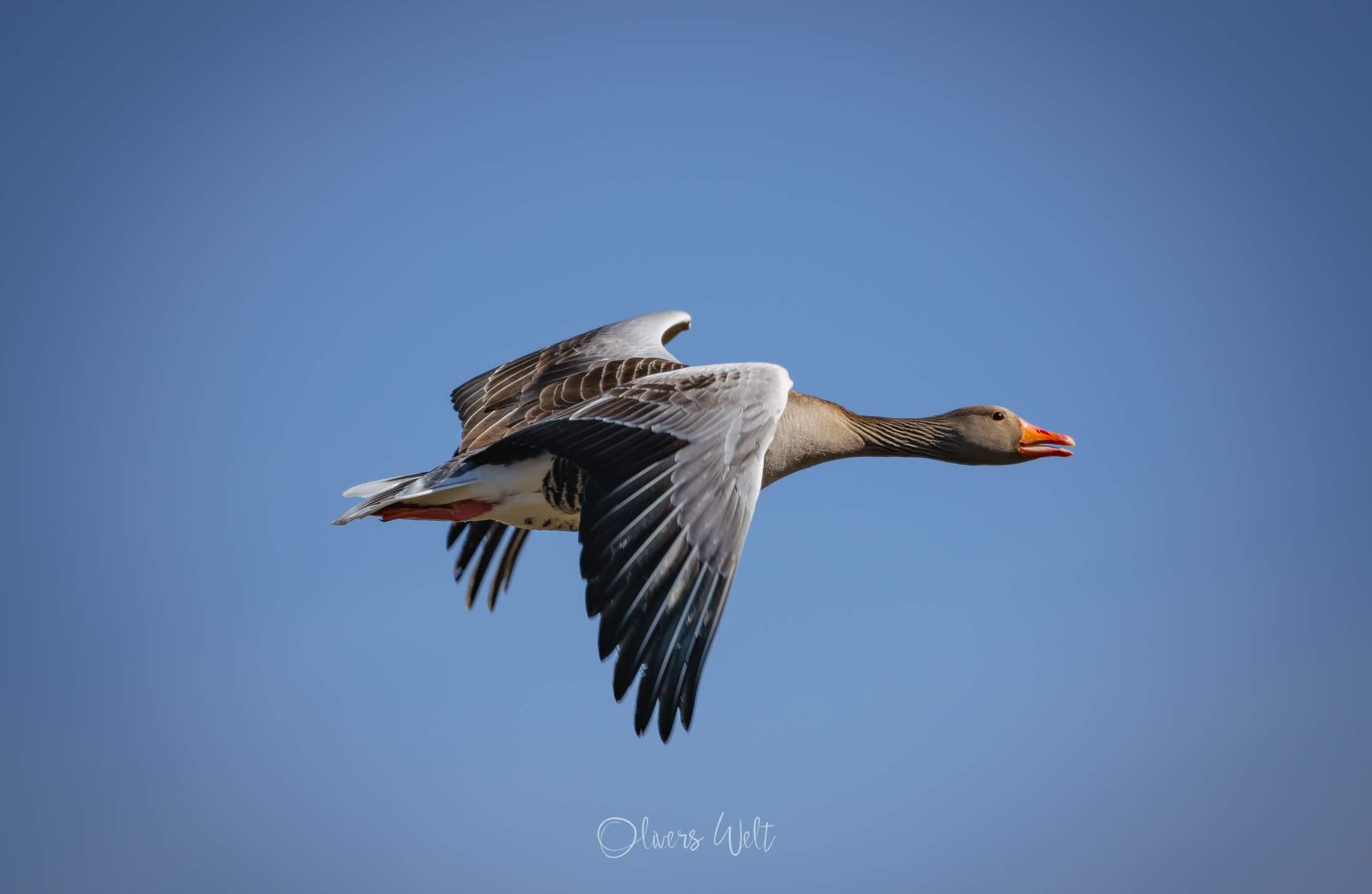 Bild ohne Beschreibung Bild ohne Beschreibung