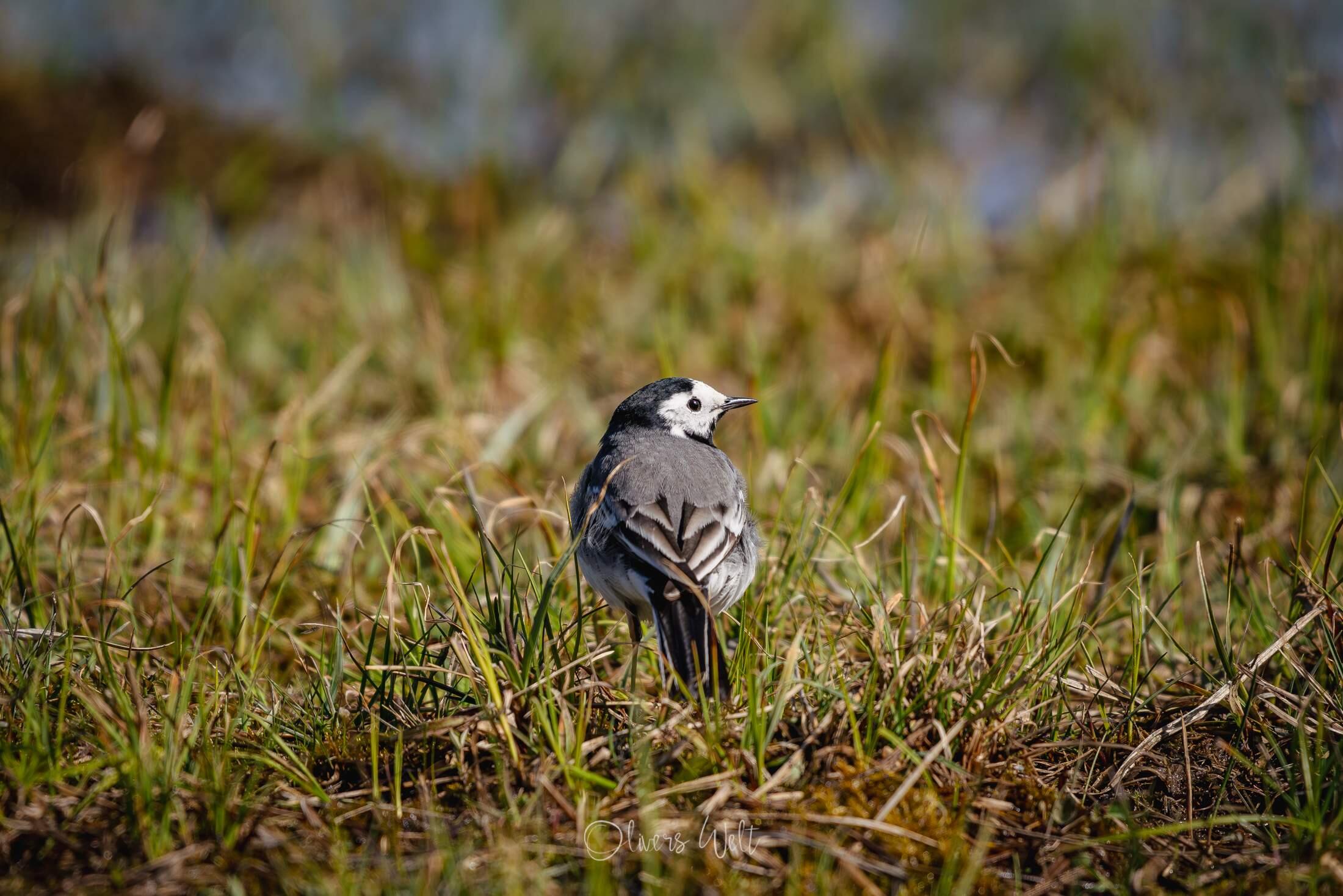 Bild ohne Beschreibung Bild ohne Beschreibung