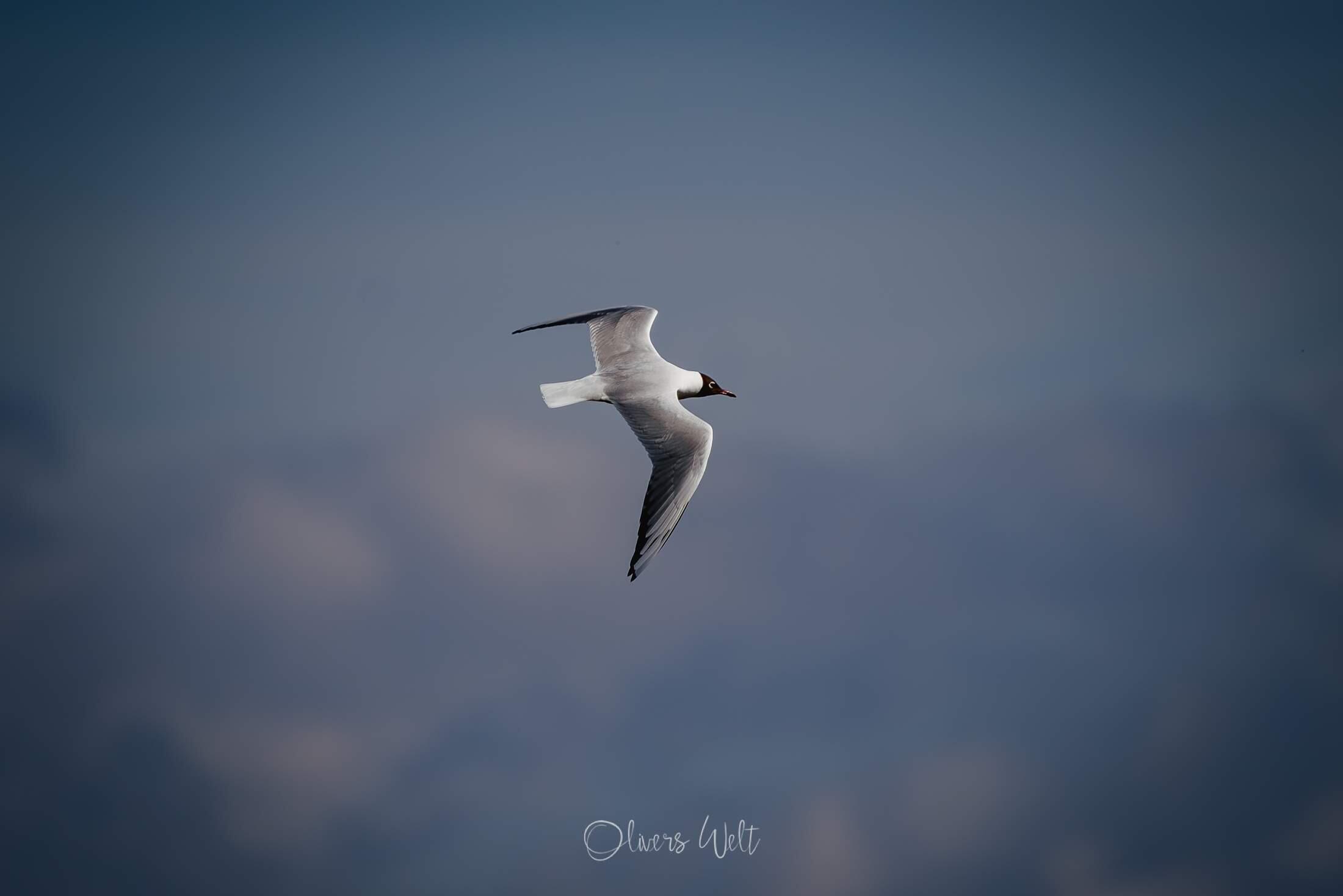 Bild ohne Beschreibung Bild ohne Beschreibung