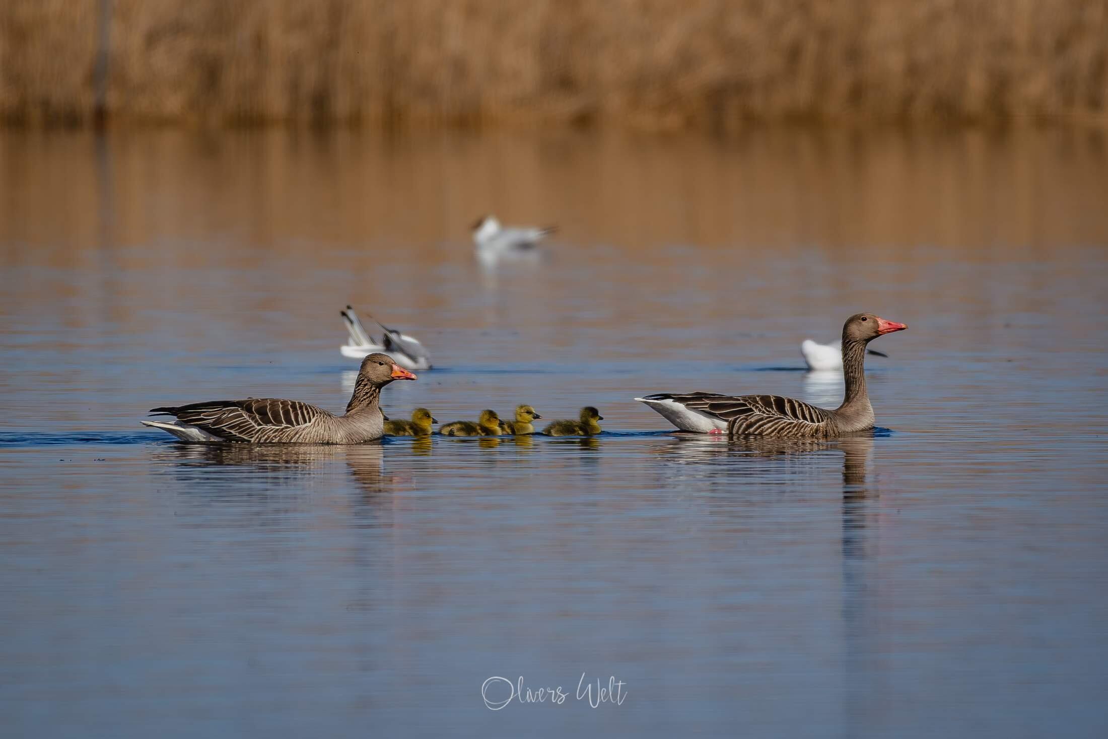 Bild ohne Beschreibung Bild ohne Beschreibung