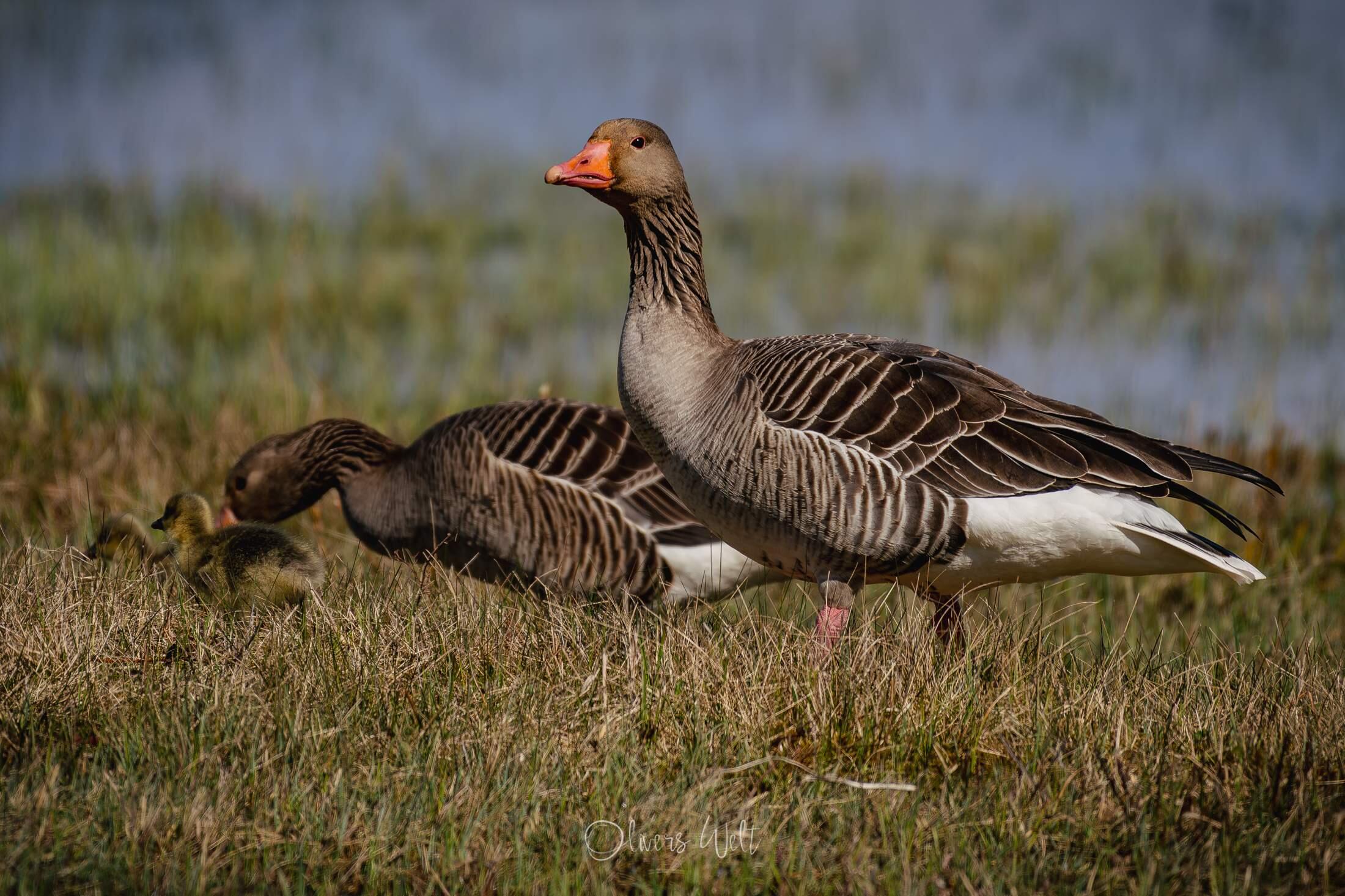 Bild ohne Beschreibung Bild ohne Beschreibung
