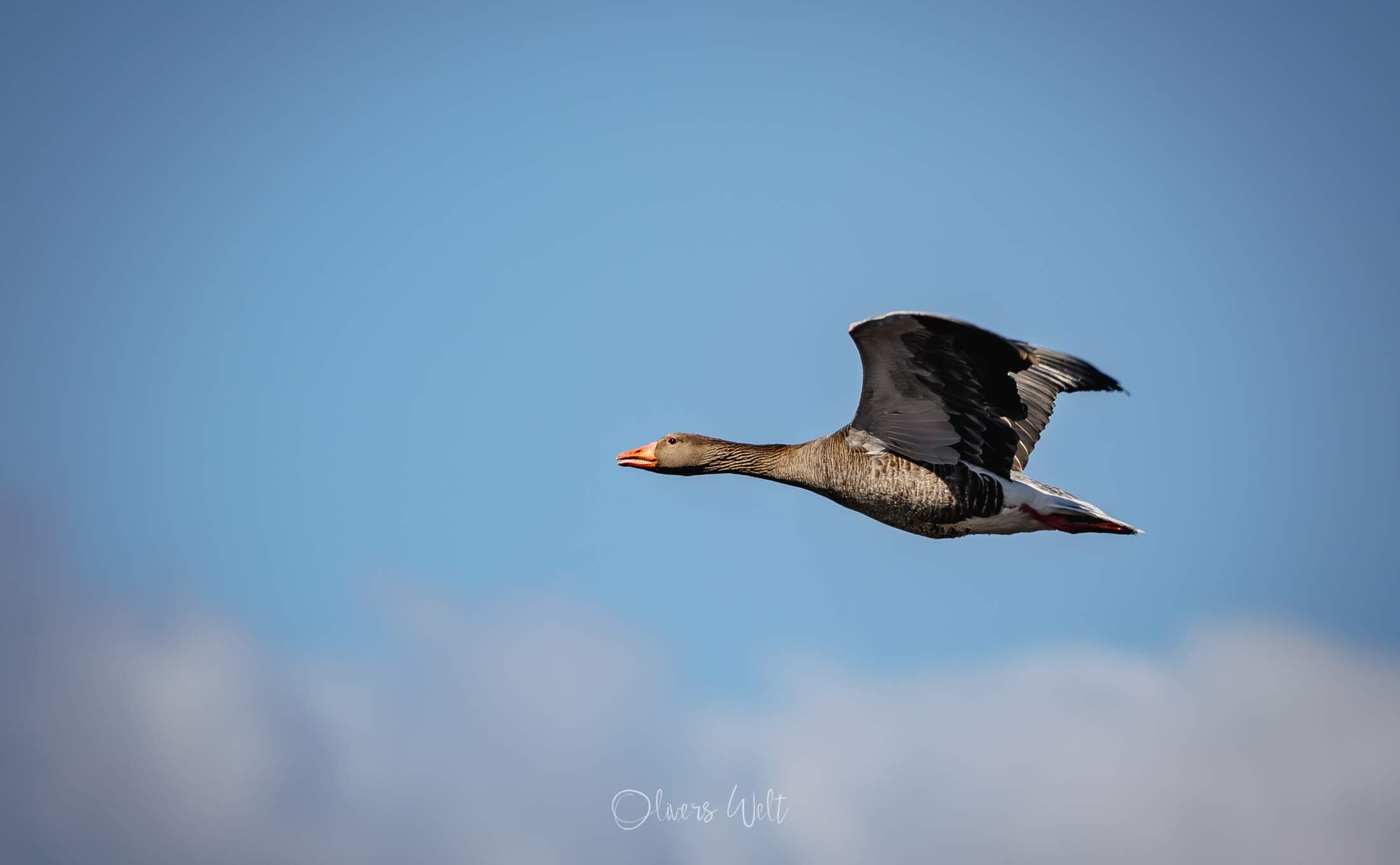 Bild ohne Beschreibung Bild ohne Beschreibung