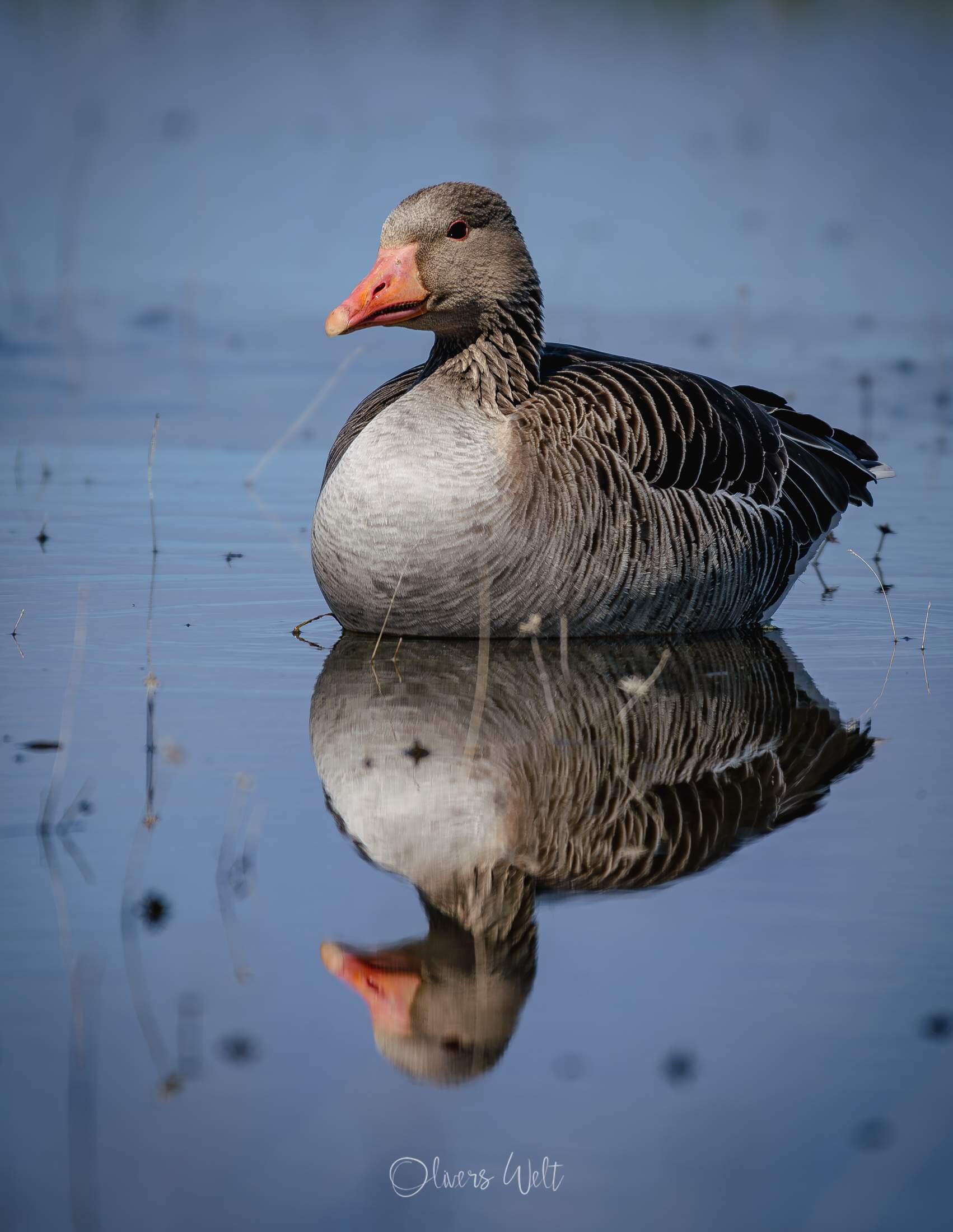 Bild ohne Beschreibung Bild ohne Beschreibung