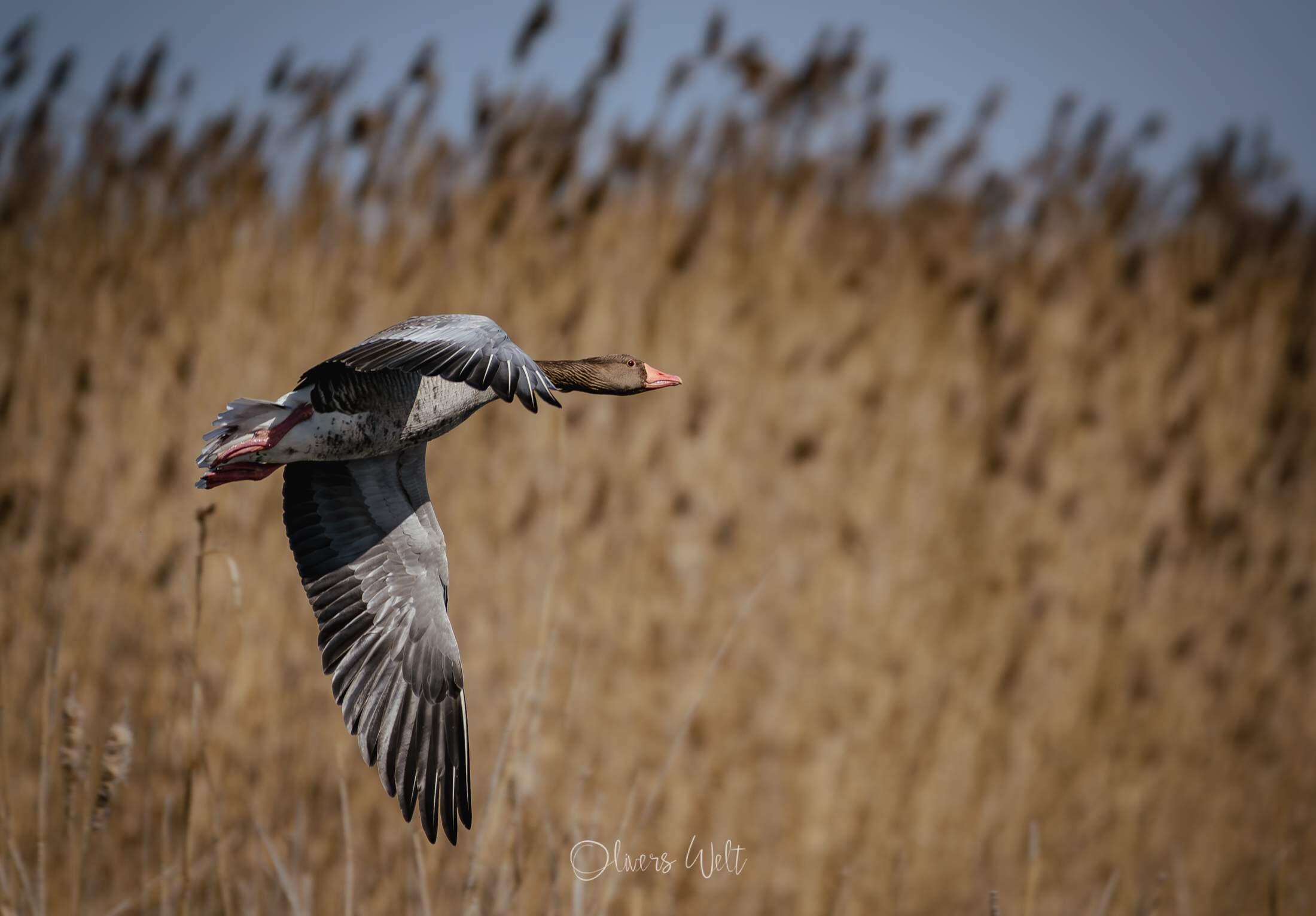 Bild ohne Beschreibung Bild ohne Beschreibung