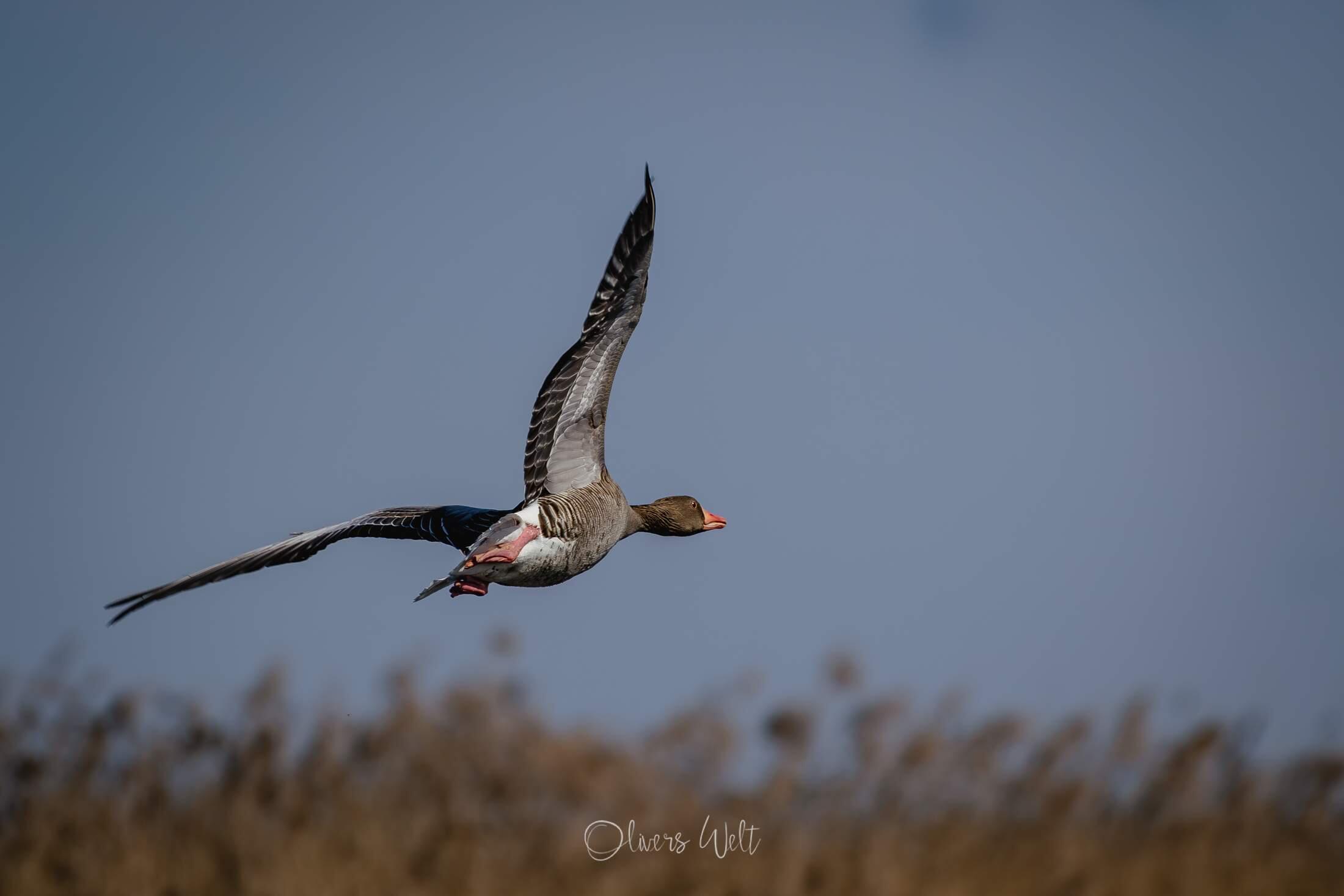 Bild ohne Beschreibung Bild ohne Beschreibung