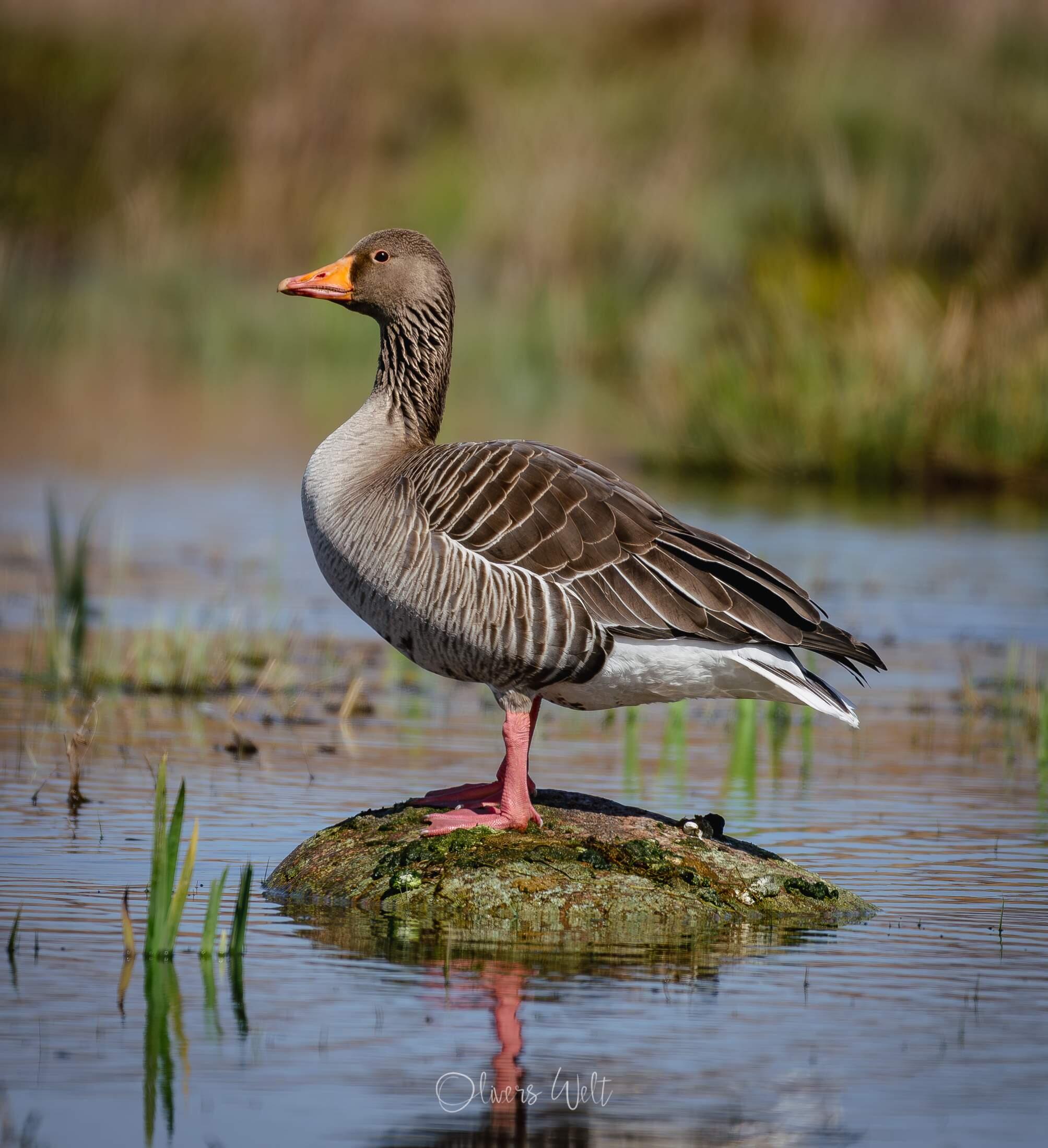 Bild ohne Beschreibung Bild ohne Beschreibung