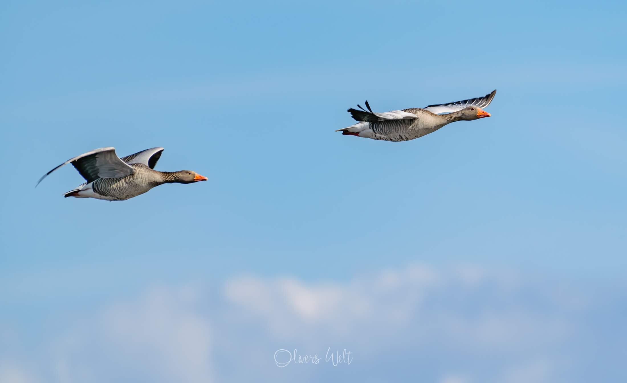 Bild ohne Beschreibung Bild ohne Beschreibung