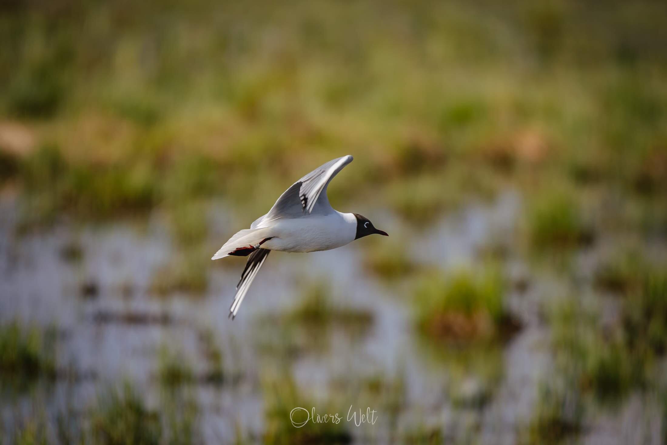 Bild ohne Beschreibung Bild ohne Beschreibung