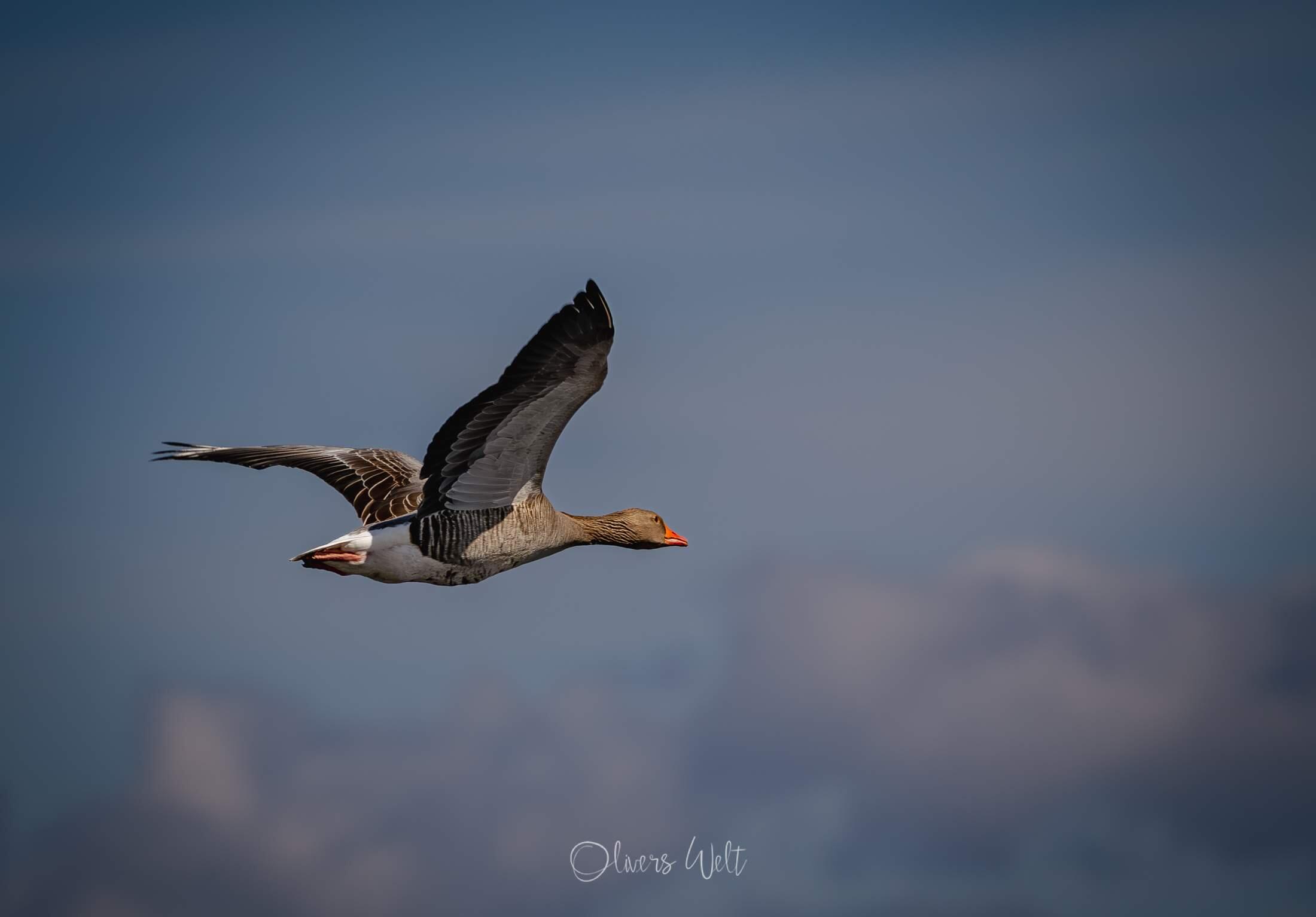Bild ohne Beschreibung Bild ohne Beschreibung