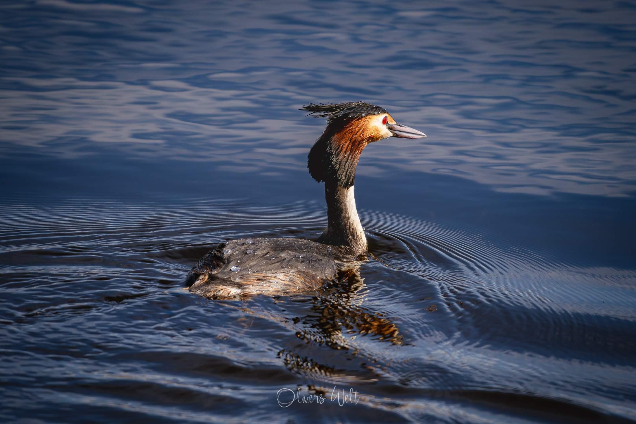 Bild ohne Beschreibung Bild ohne Beschreibung