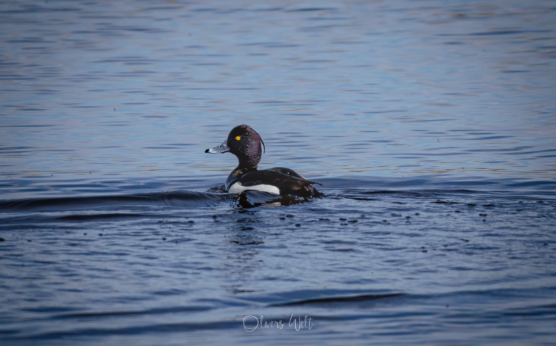 Bild ohne Beschreibung Bild ohne Beschreibung