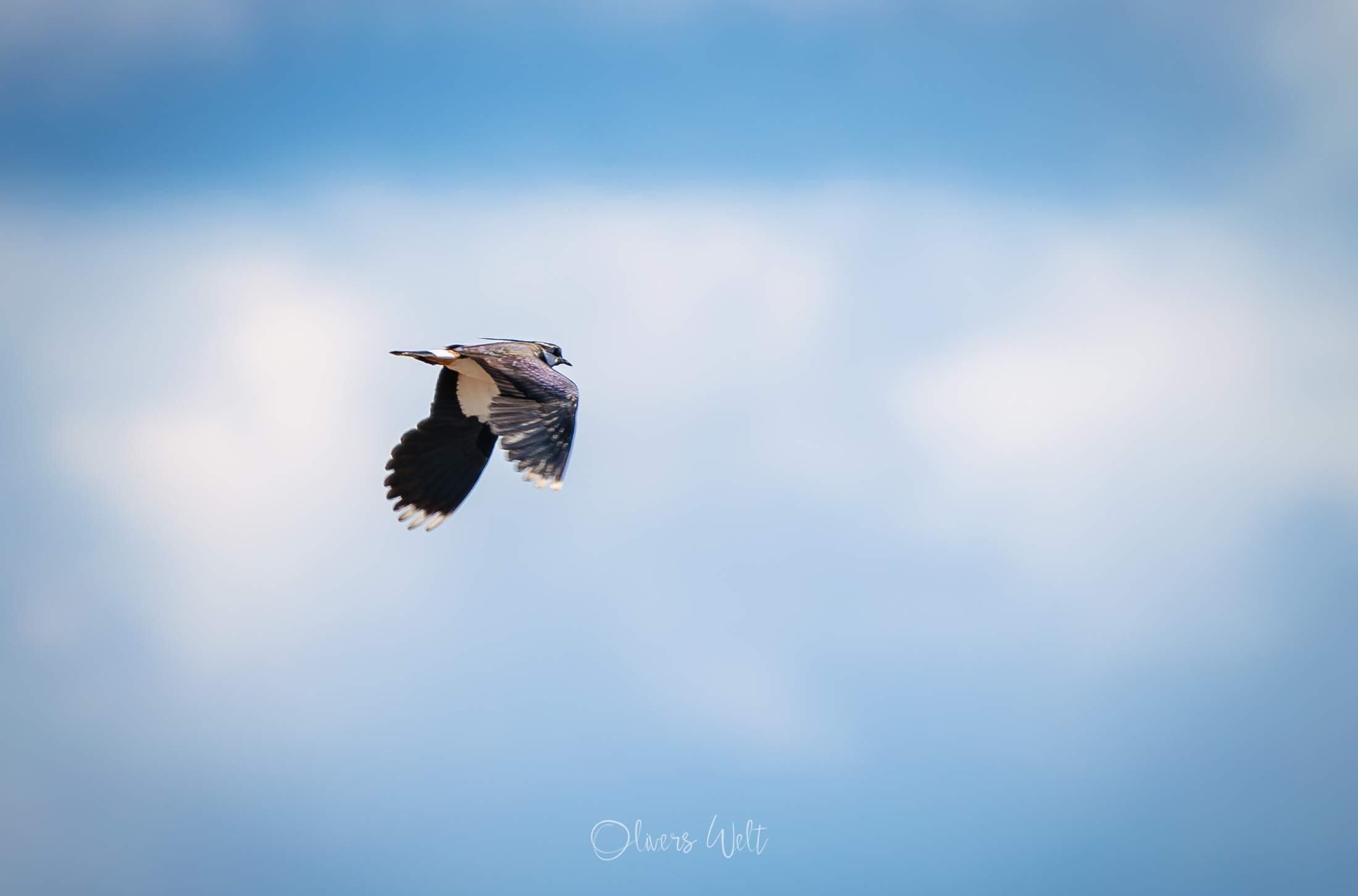 Bild ohne Beschreibung Bild ohne Beschreibung