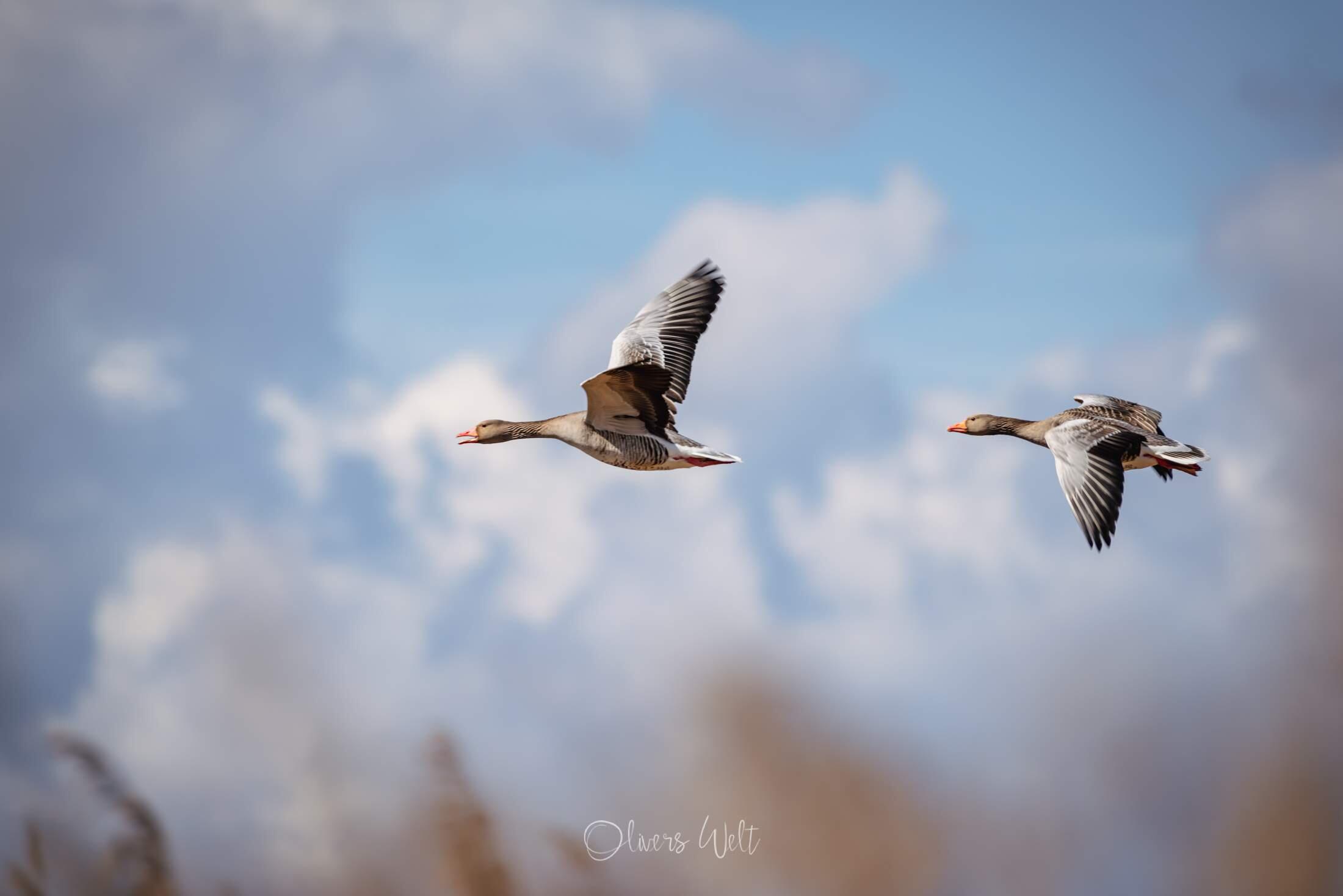 Bild ohne Beschreibung Bild ohne Beschreibung