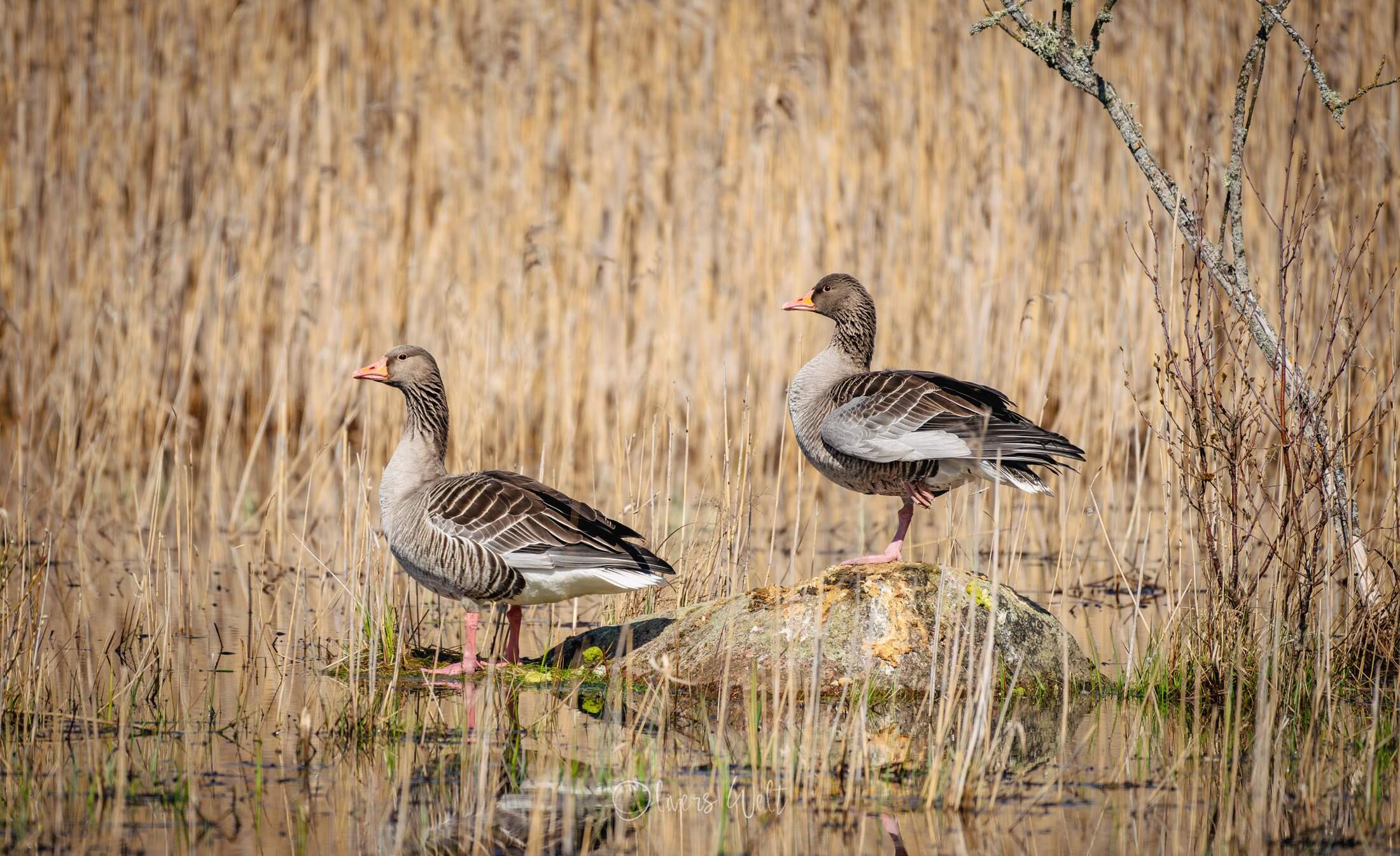 Bild ohne Beschreibung Bild ohne Beschreibung