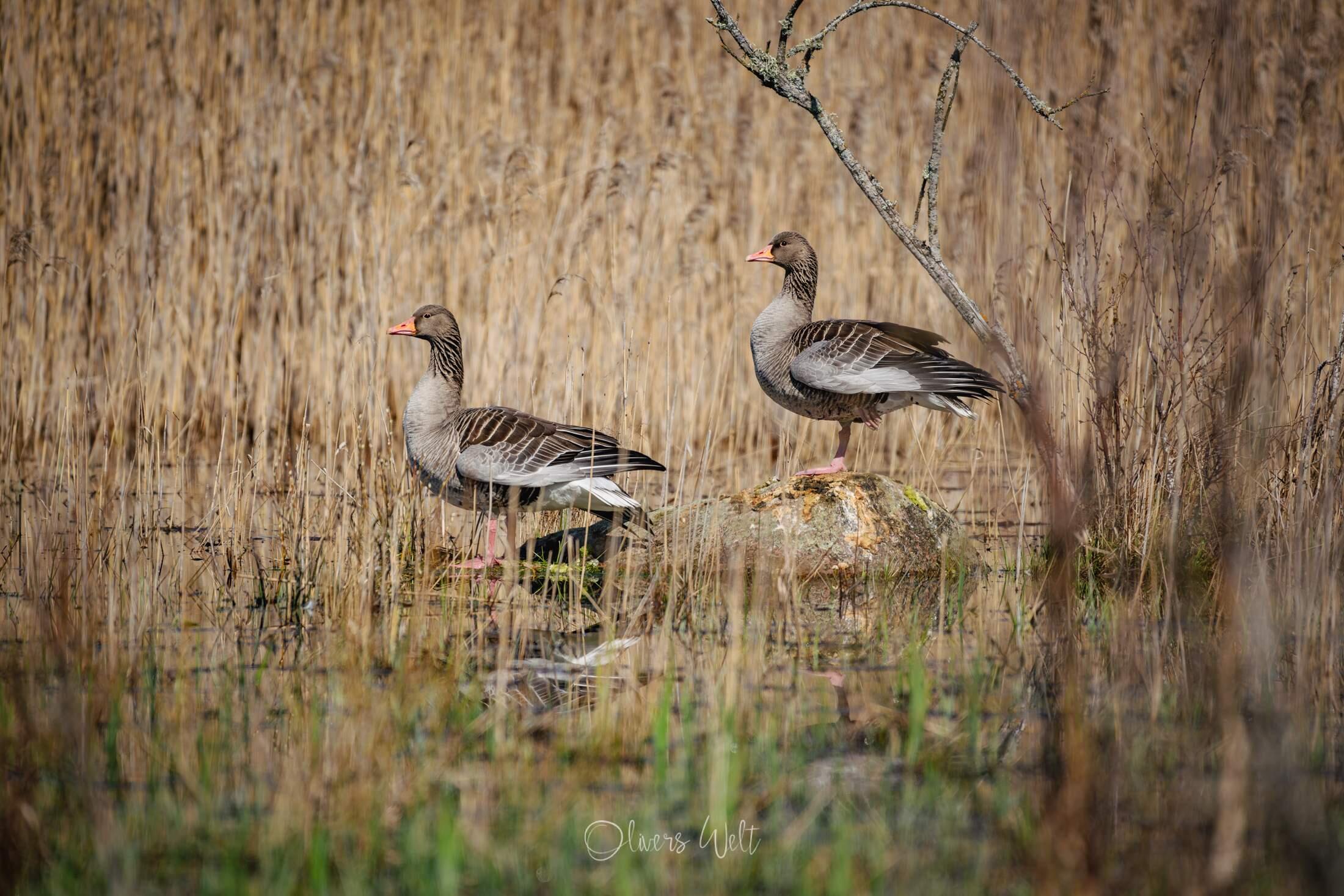 Bild ohne Beschreibung Bild ohne Beschreibung