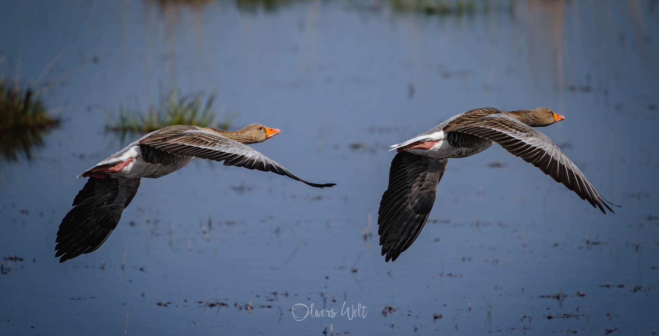 Bild ohne Beschreibung Bild ohne Beschreibung