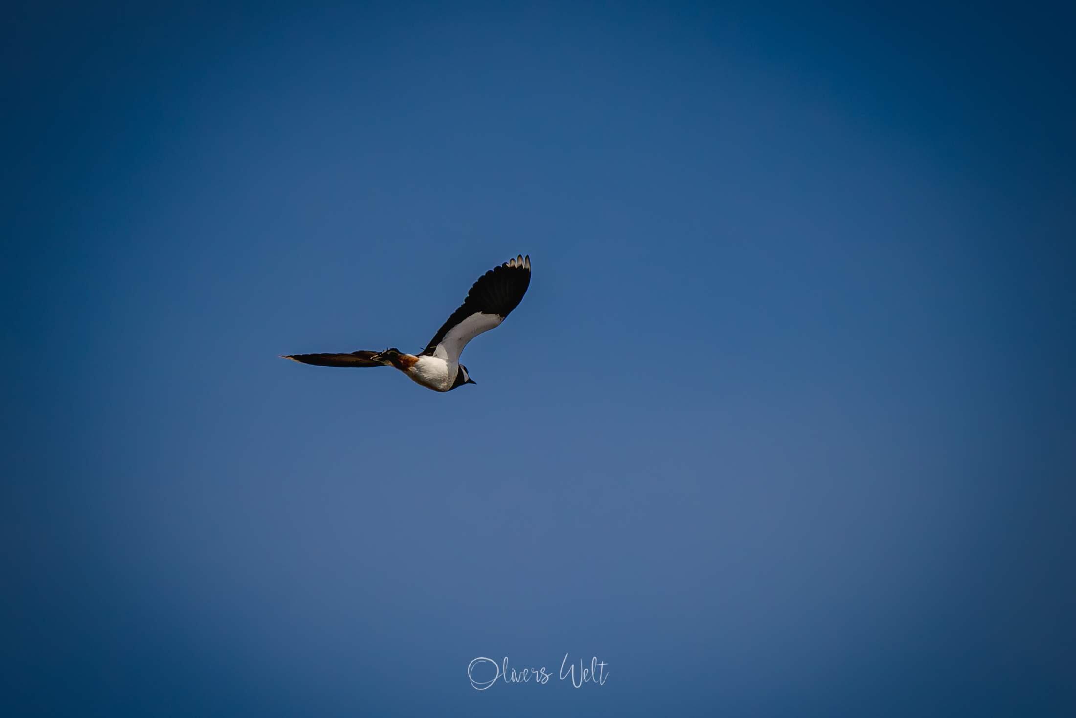 Bild ohne Beschreibung Bild ohne Beschreibung