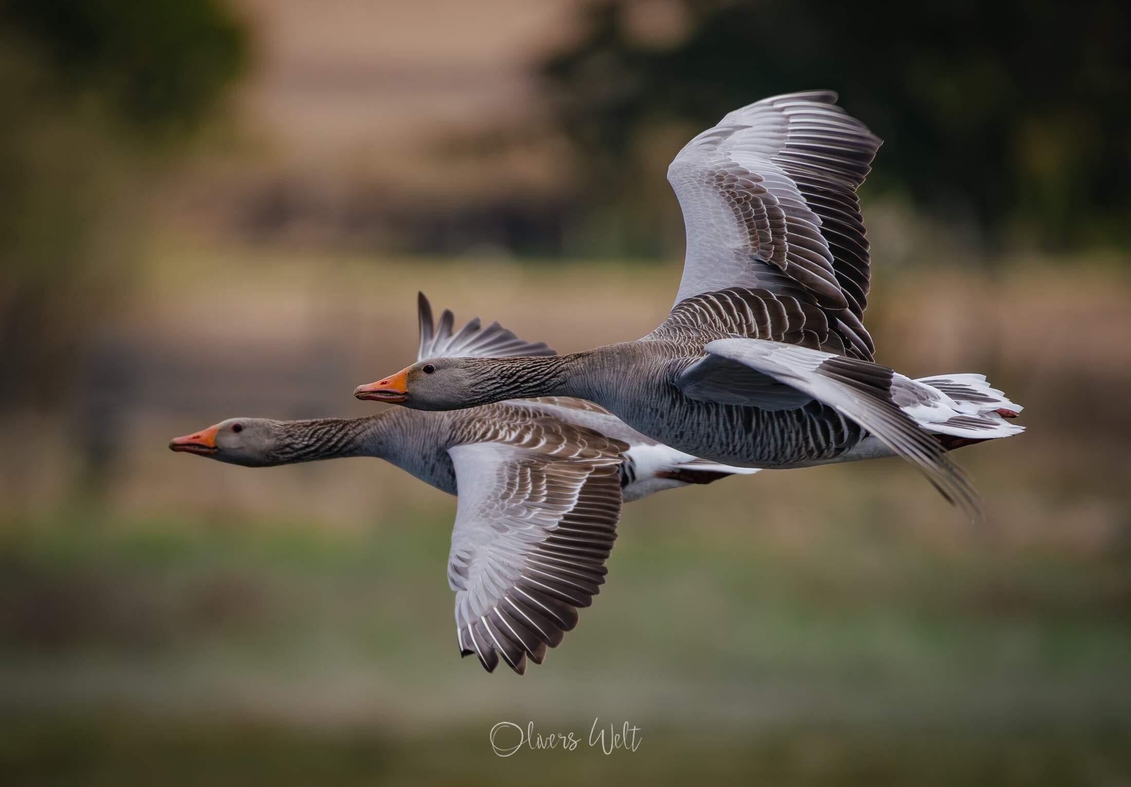 Bild ohne Beschreibung Bild ohne Beschreibung
