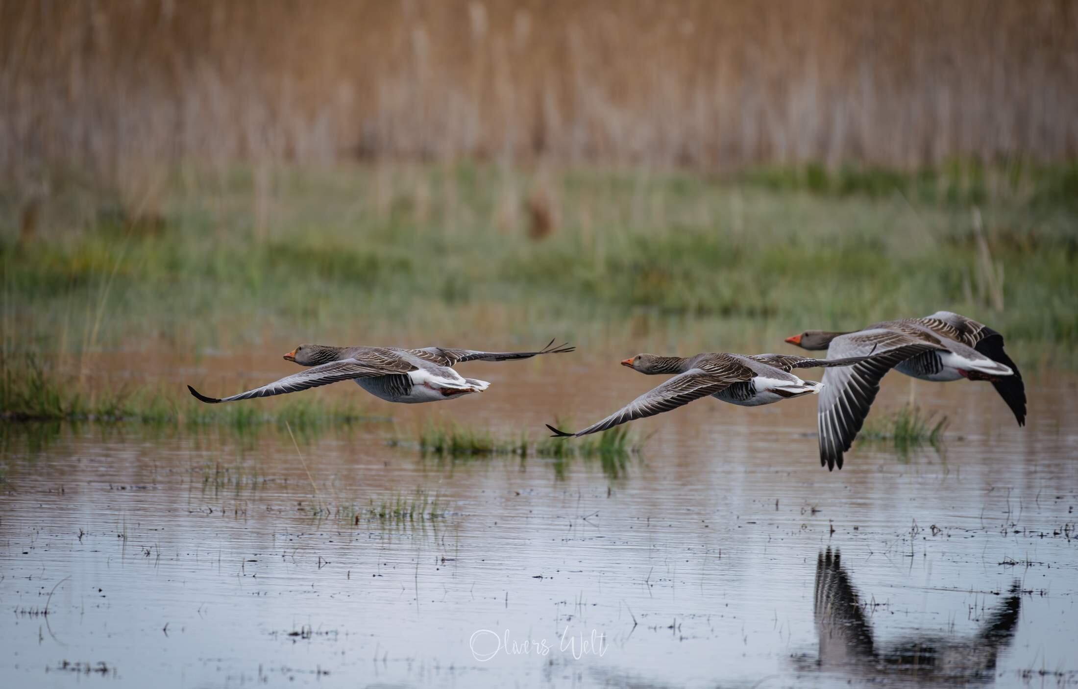 Bild ohne Beschreibung Bild ohne Beschreibung