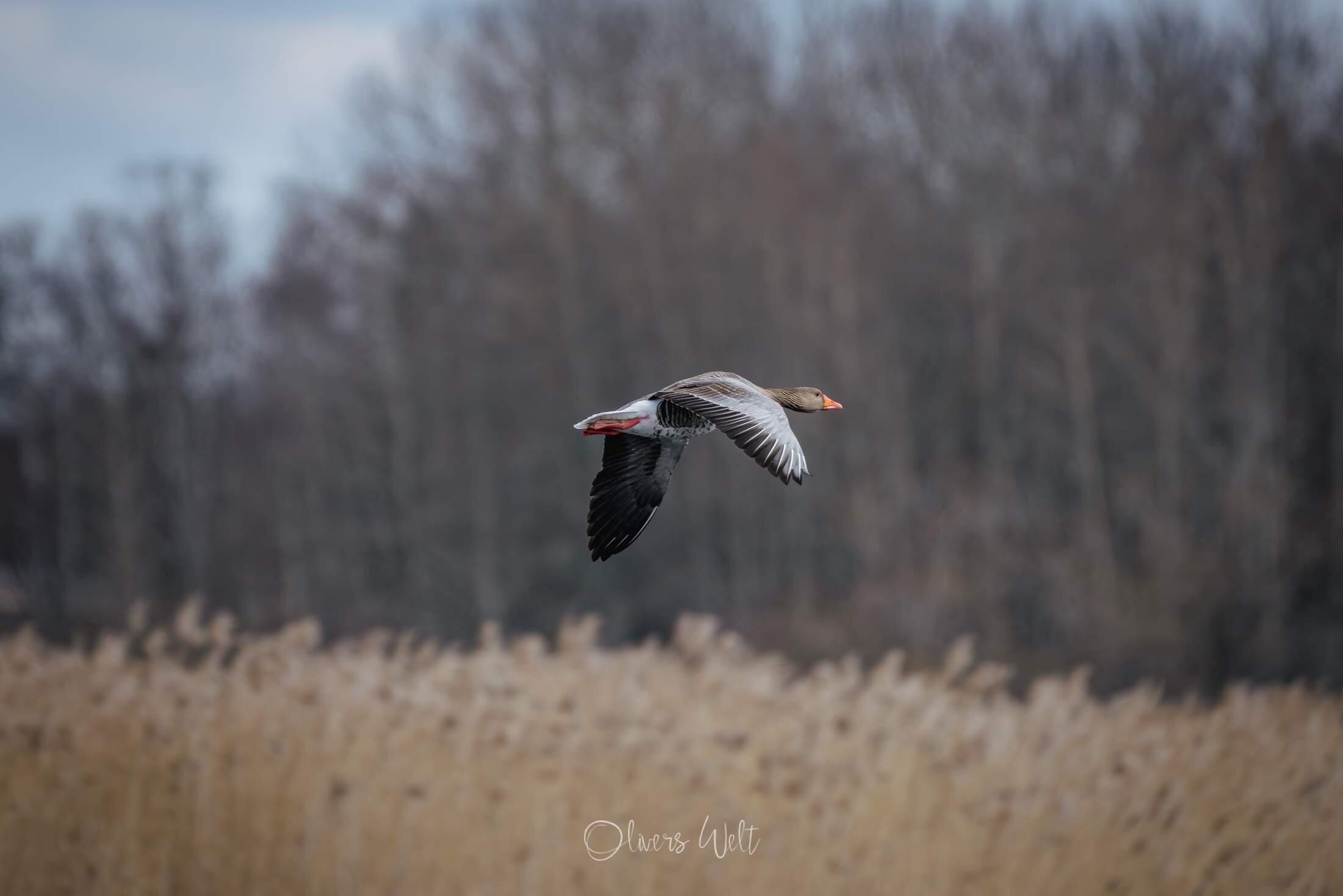 Bild ohne Beschreibung Bild ohne Beschreibung