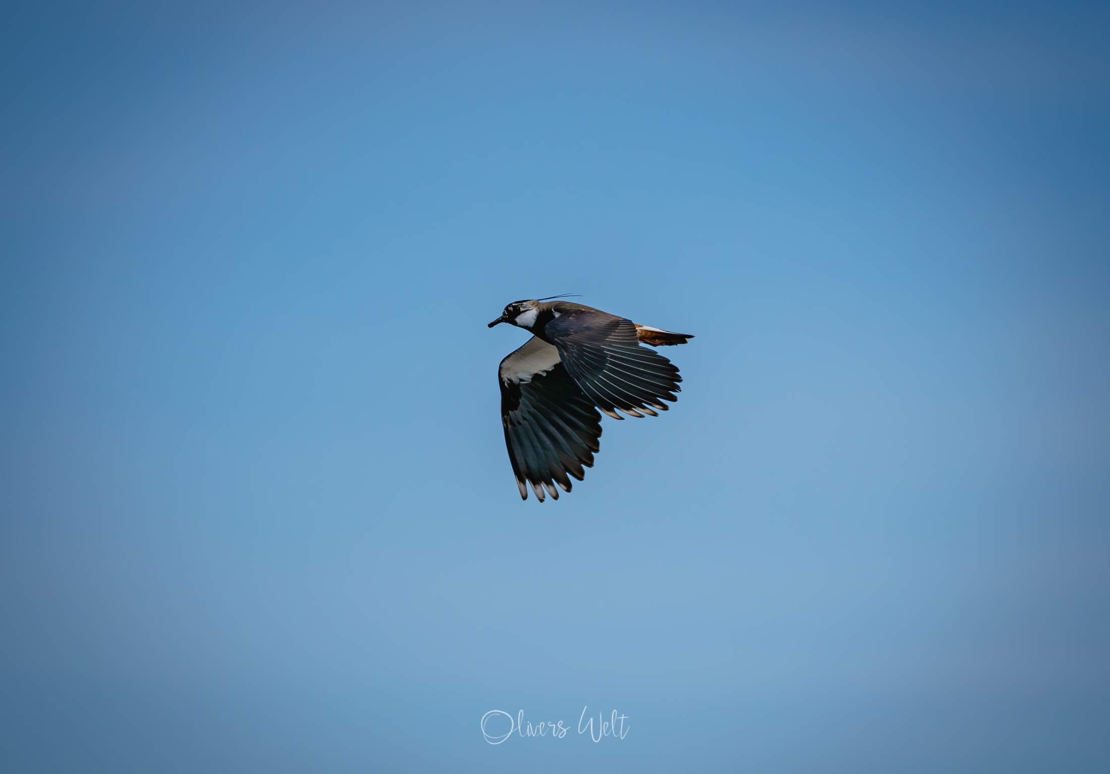 Bild ohne Beschreibung Bild ohne Beschreibung