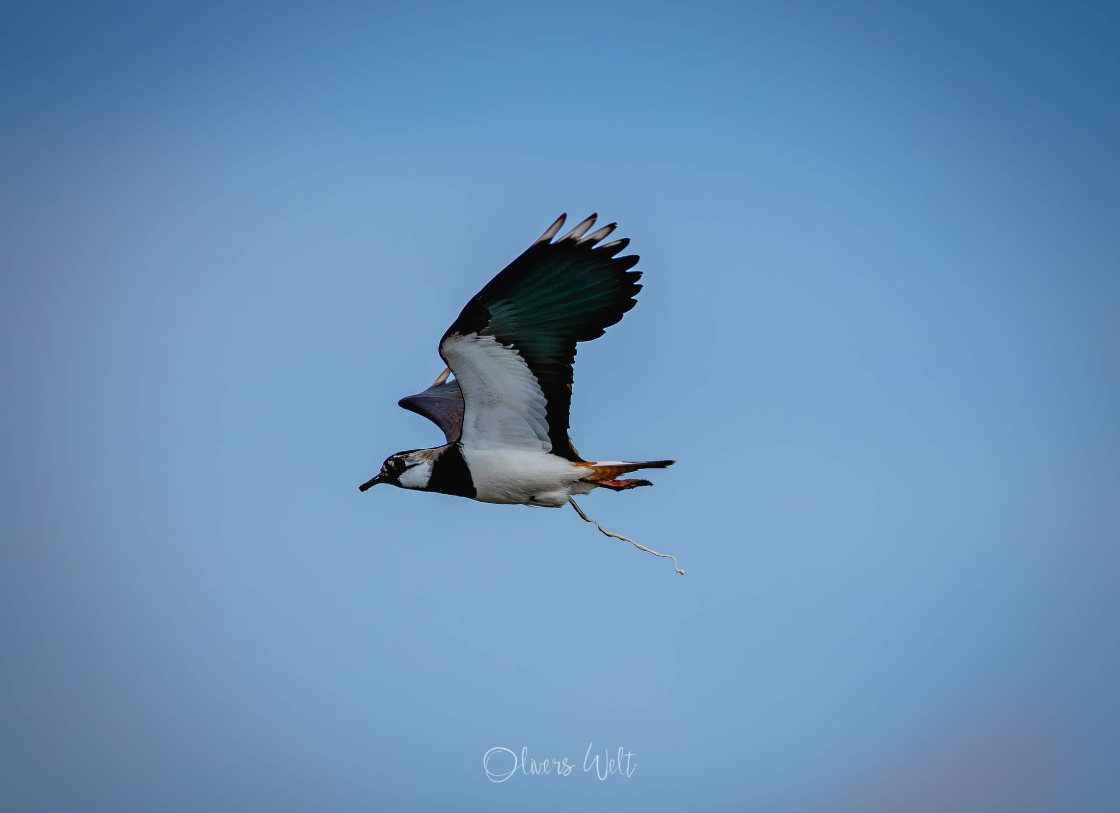 Bild ohne Beschreibung Bild ohne Beschreibung