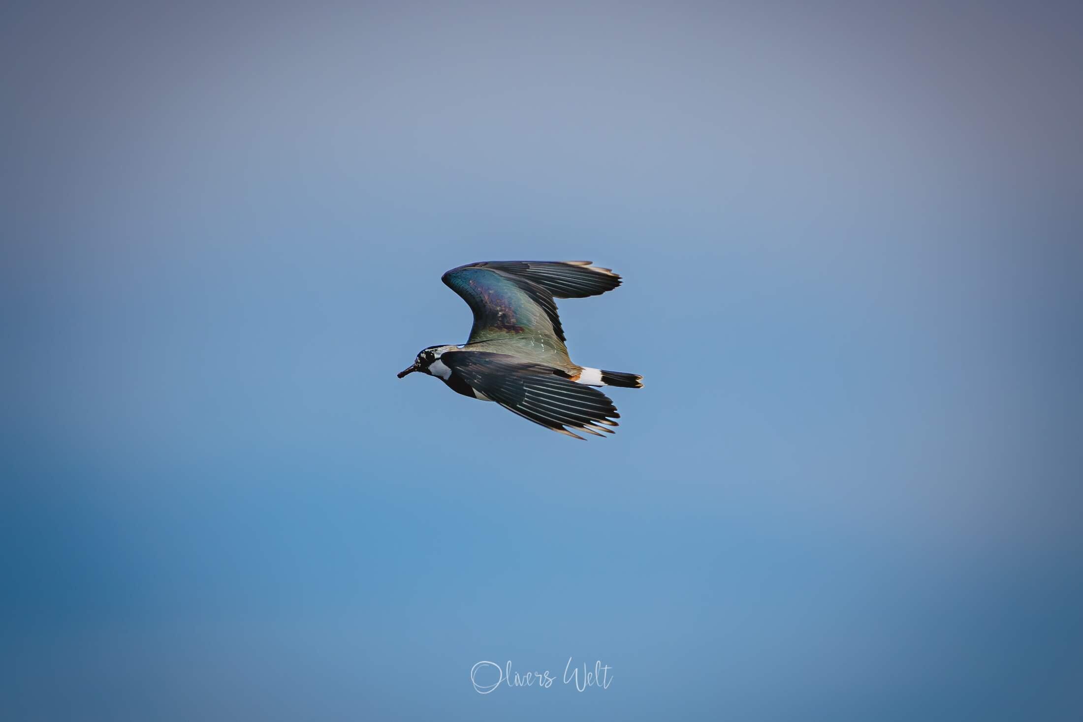 Bild ohne Beschreibung Bild ohne Beschreibung