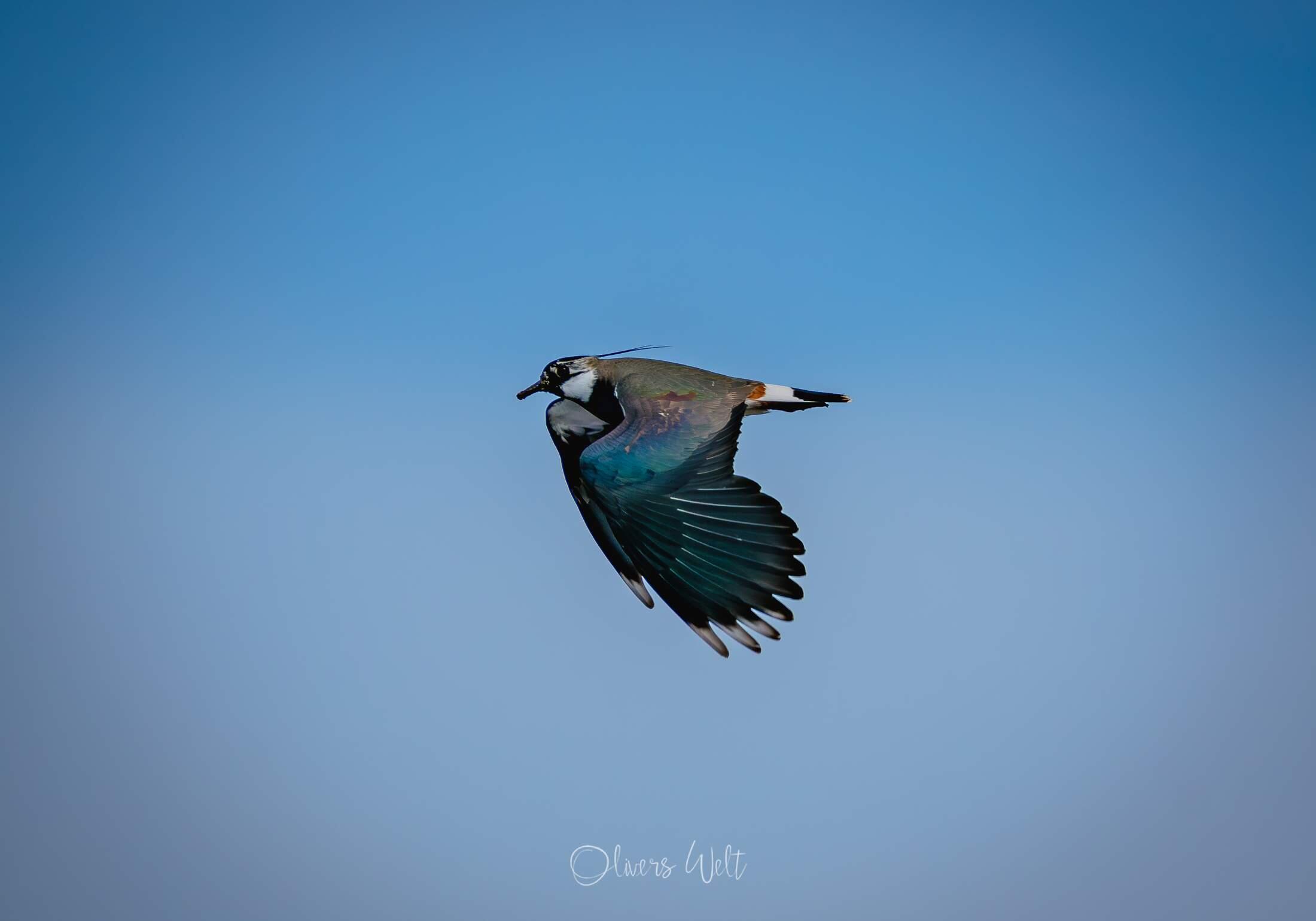 Bild ohne Beschreibung Bild ohne Beschreibung