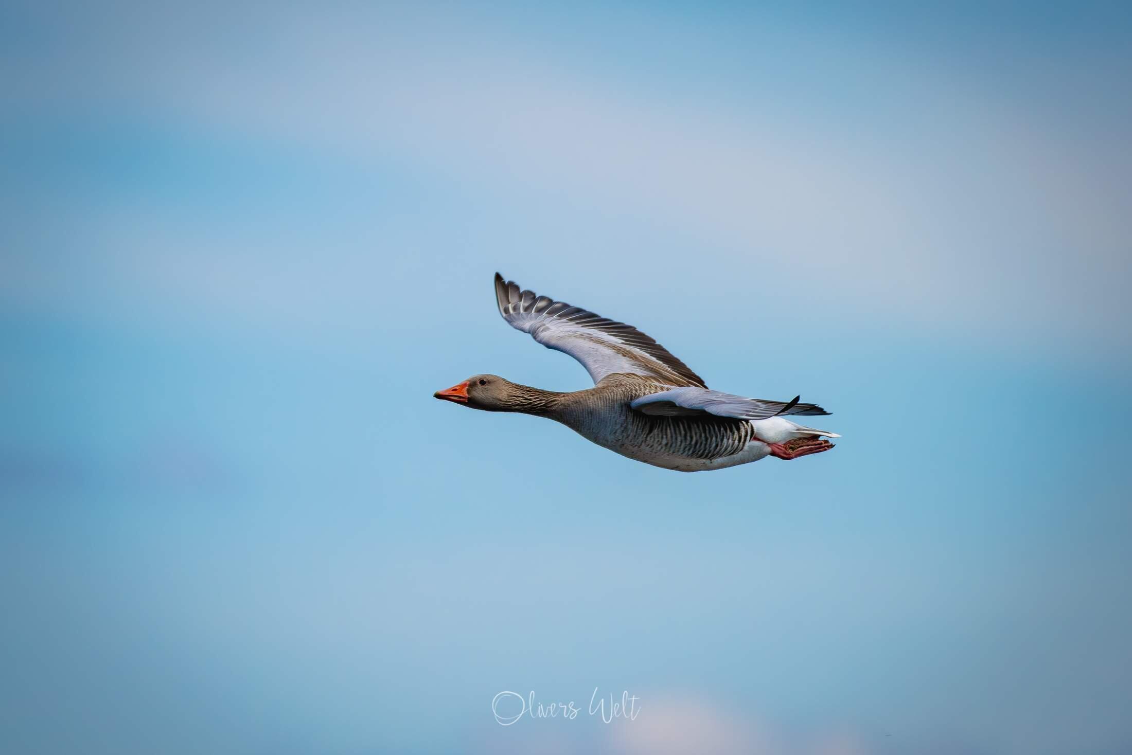 Bild ohne Beschreibung Bild ohne Beschreibung