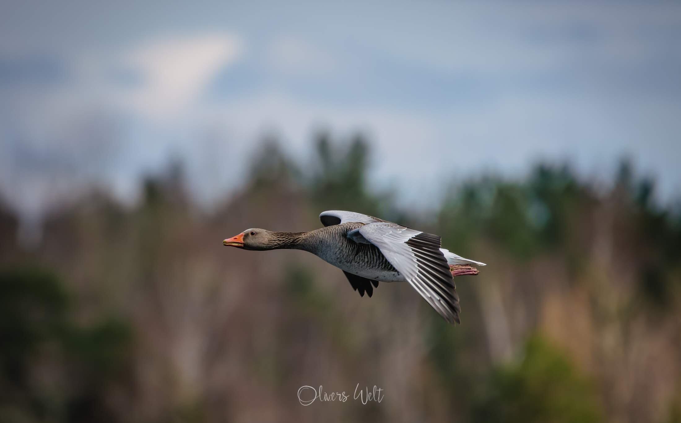 Bild ohne Beschreibung Bild ohne Beschreibung