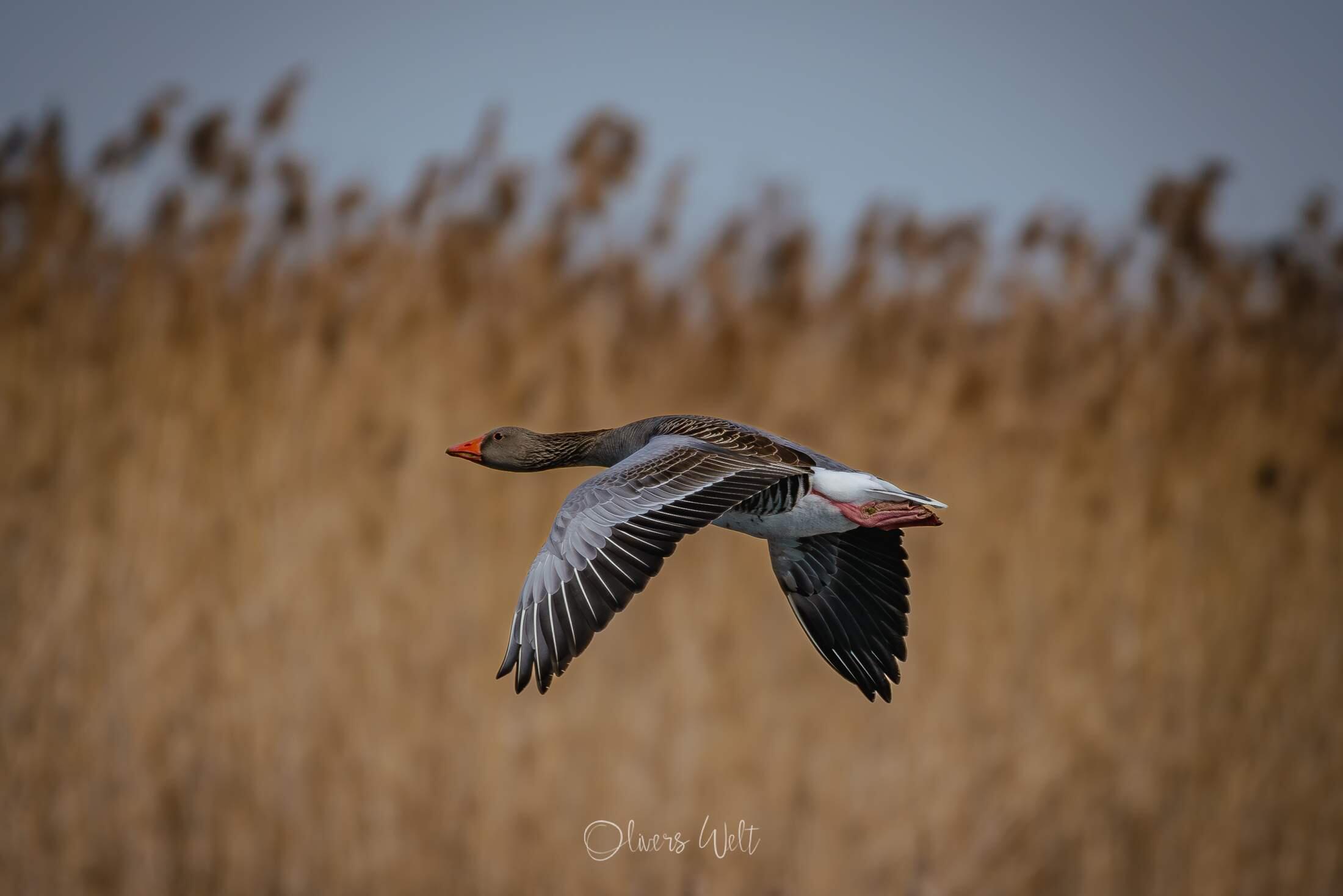 Bild ohne Beschreibung Bild ohne Beschreibung