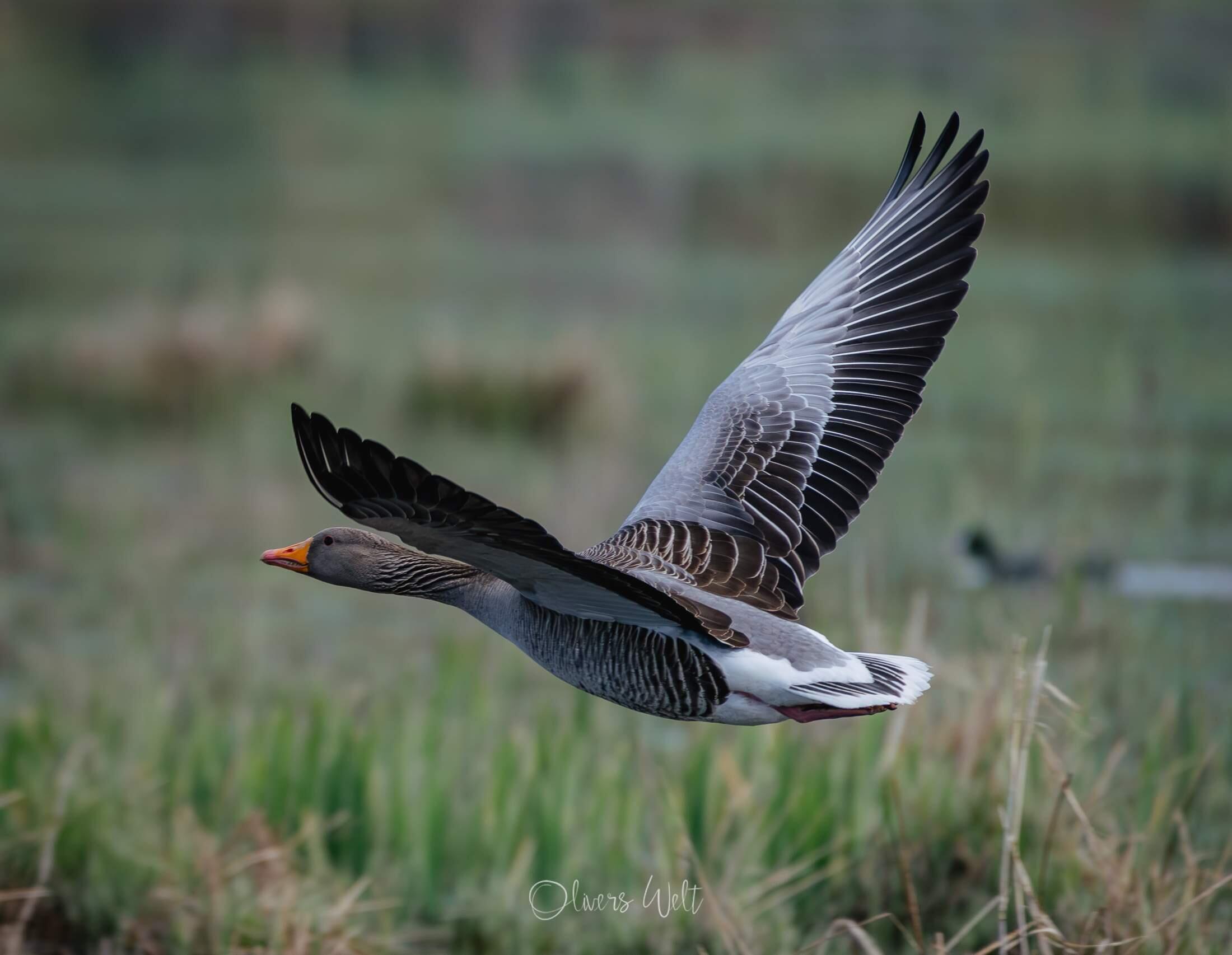 Bild ohne Beschreibung Bild ohne Beschreibung