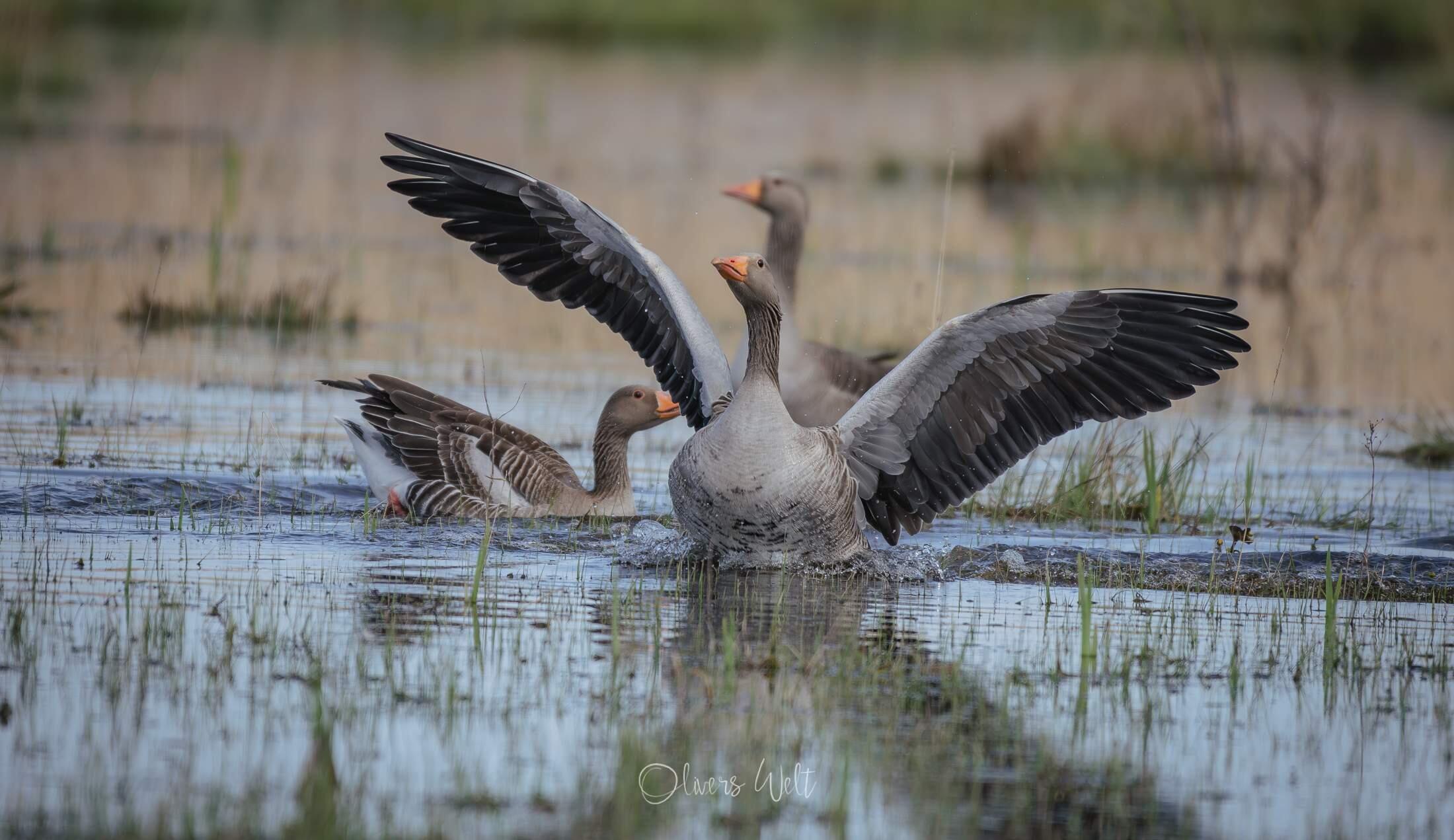 Bild ohne Beschreibung Bild ohne Beschreibung