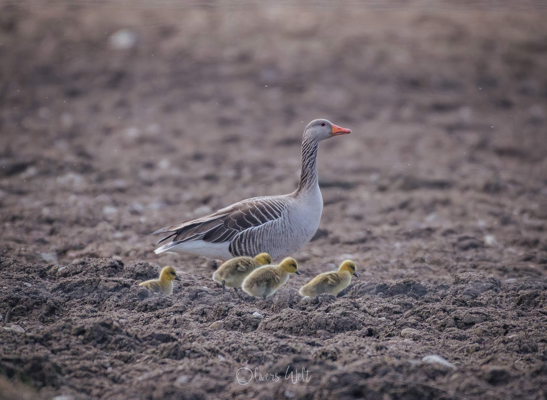 Bild ohne Beschreibung Bild ohne Beschreibung