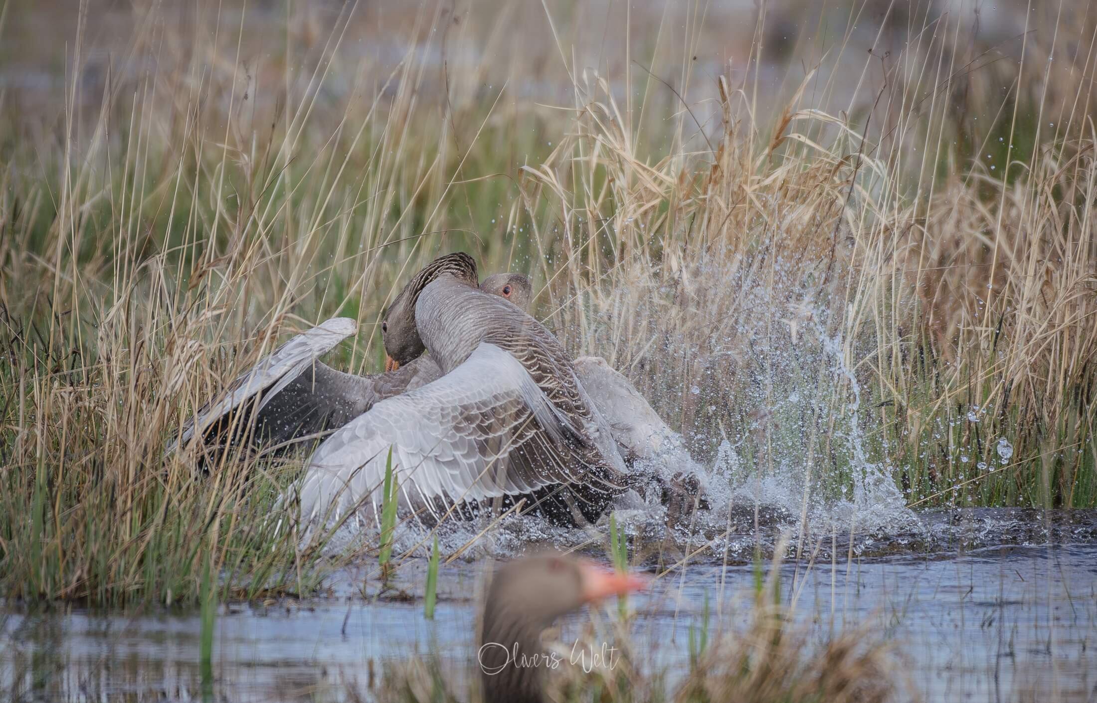 Bild ohne Beschreibung Bild ohne Beschreibung