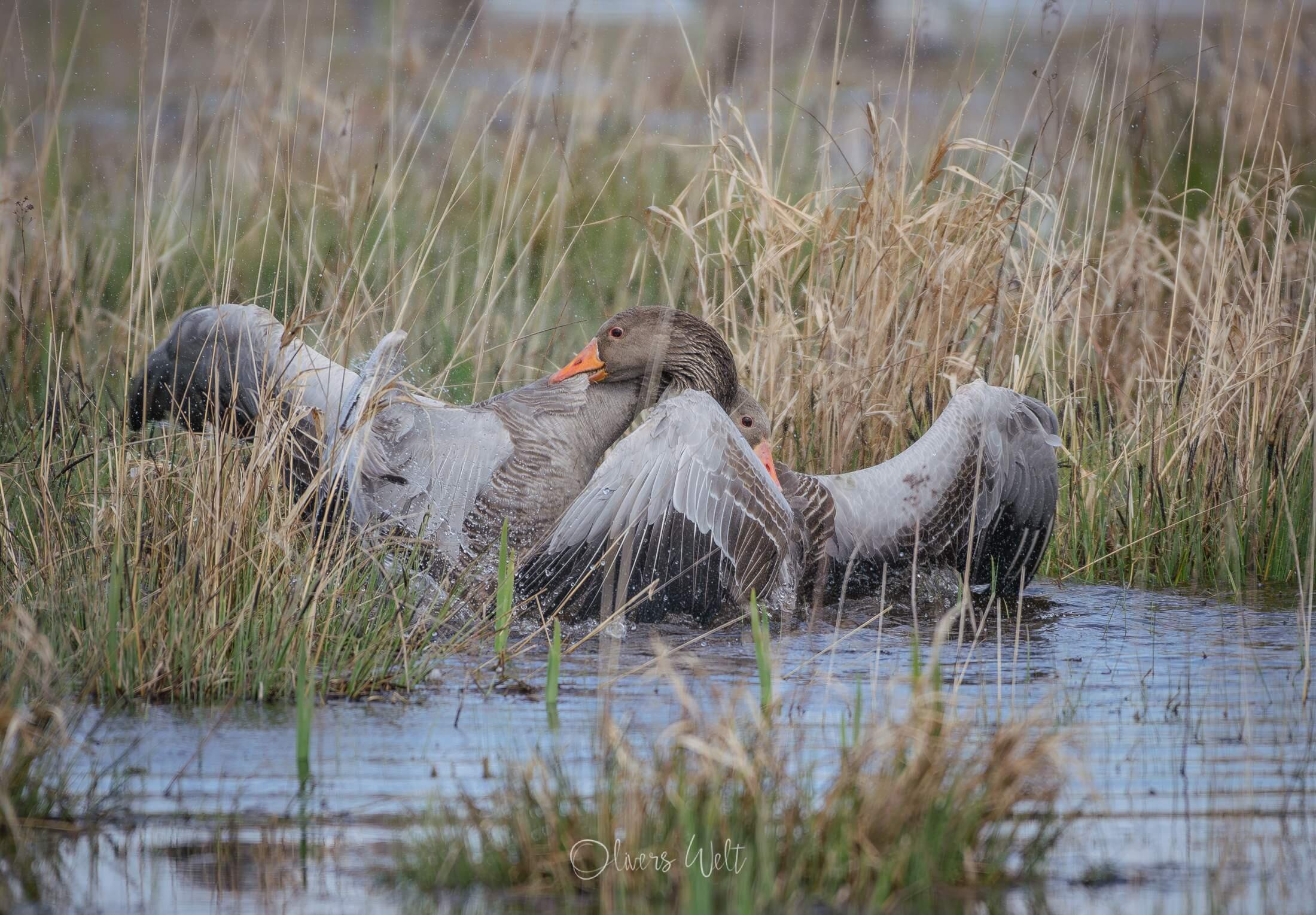 Bild ohne Beschreibung Bild ohne Beschreibung