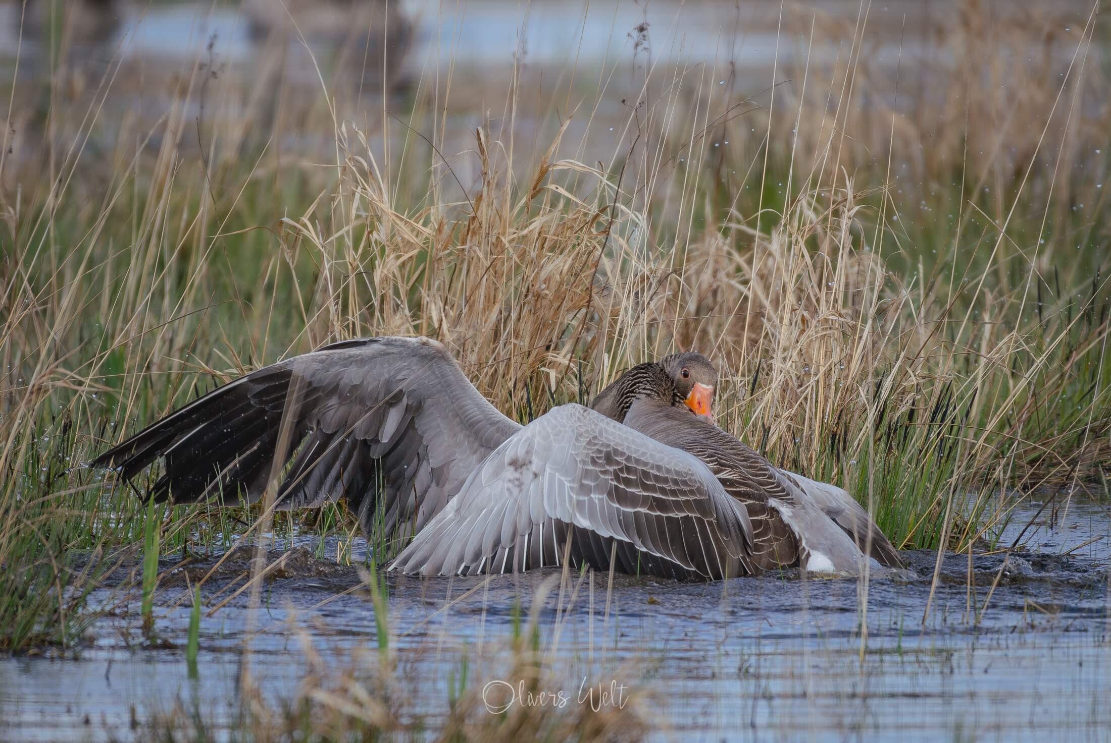 Bild ohne Beschreibung Bild ohne Beschreibung
