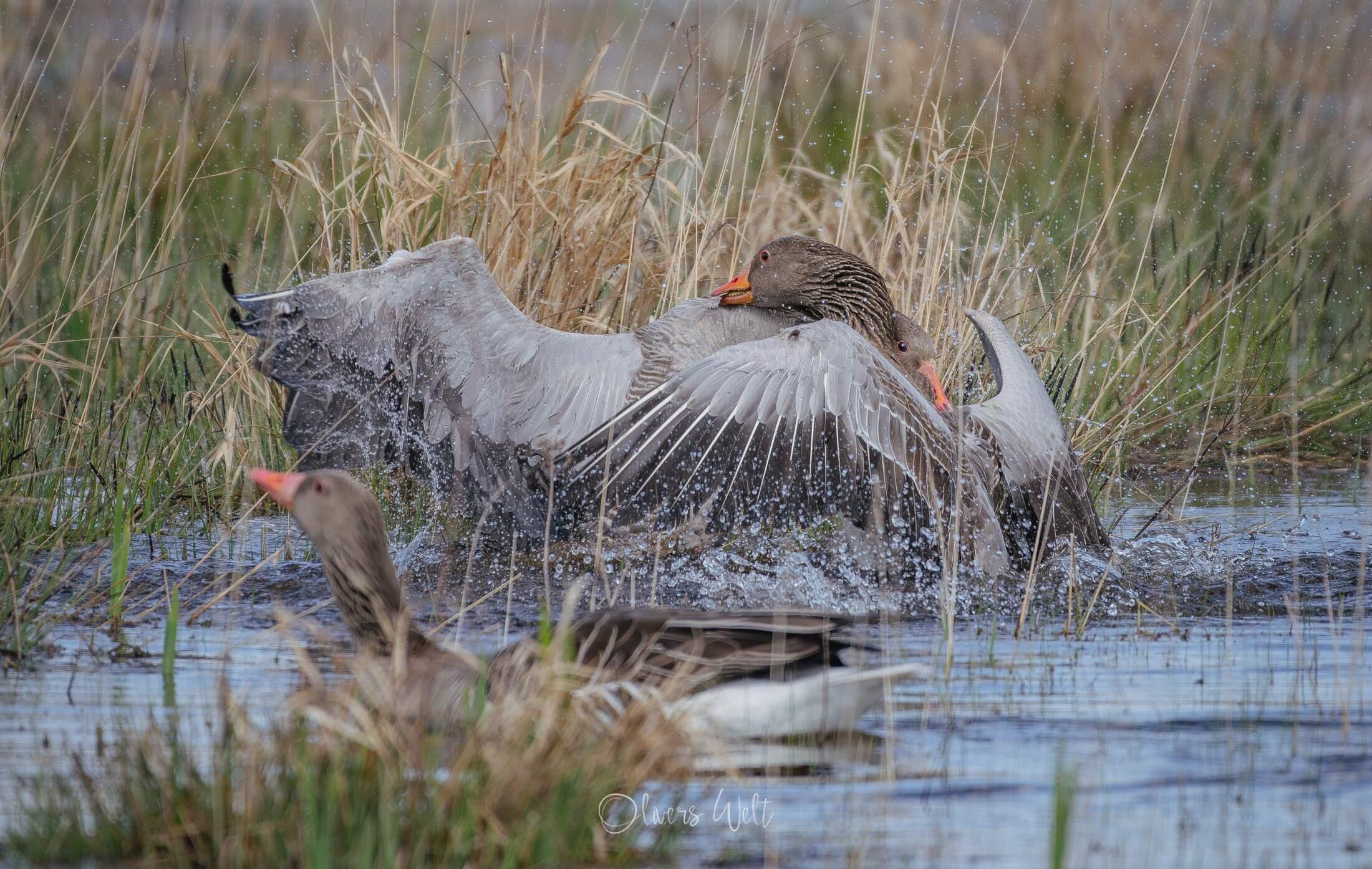 Bild ohne Beschreibung Bild ohne Beschreibung